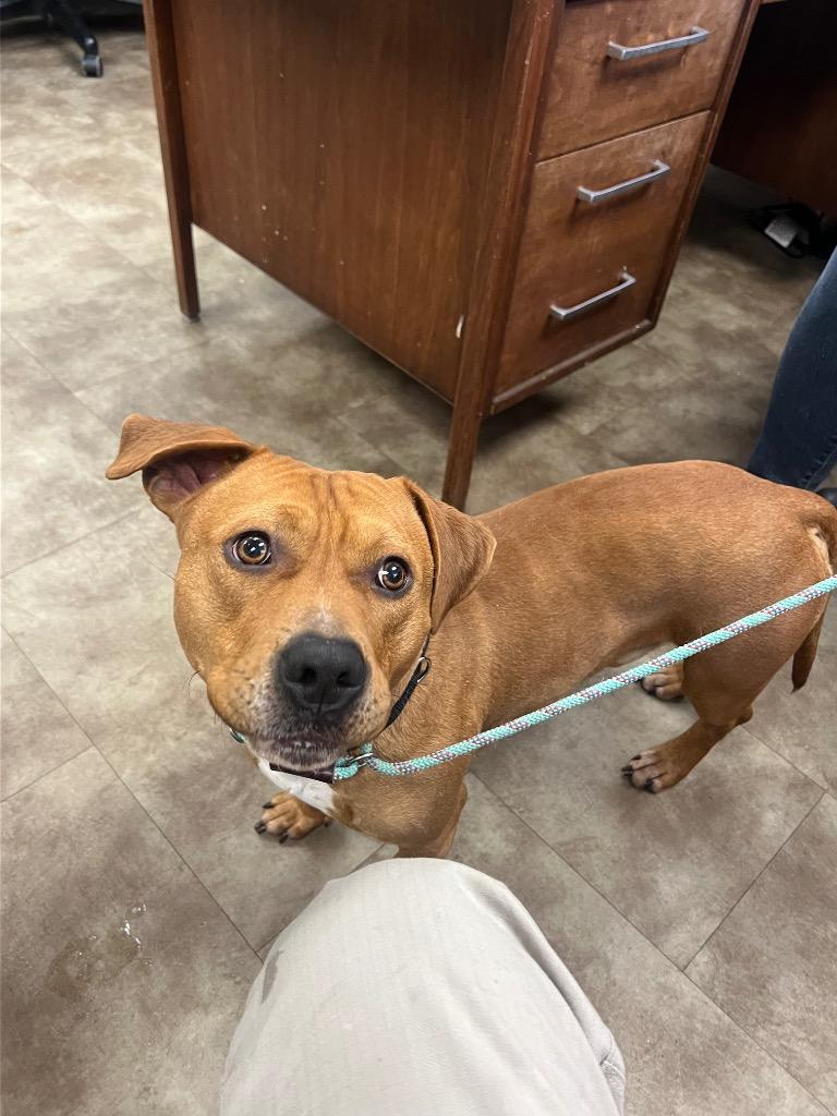 Stretch, Adoptable, Adult Male Mixed Breed.