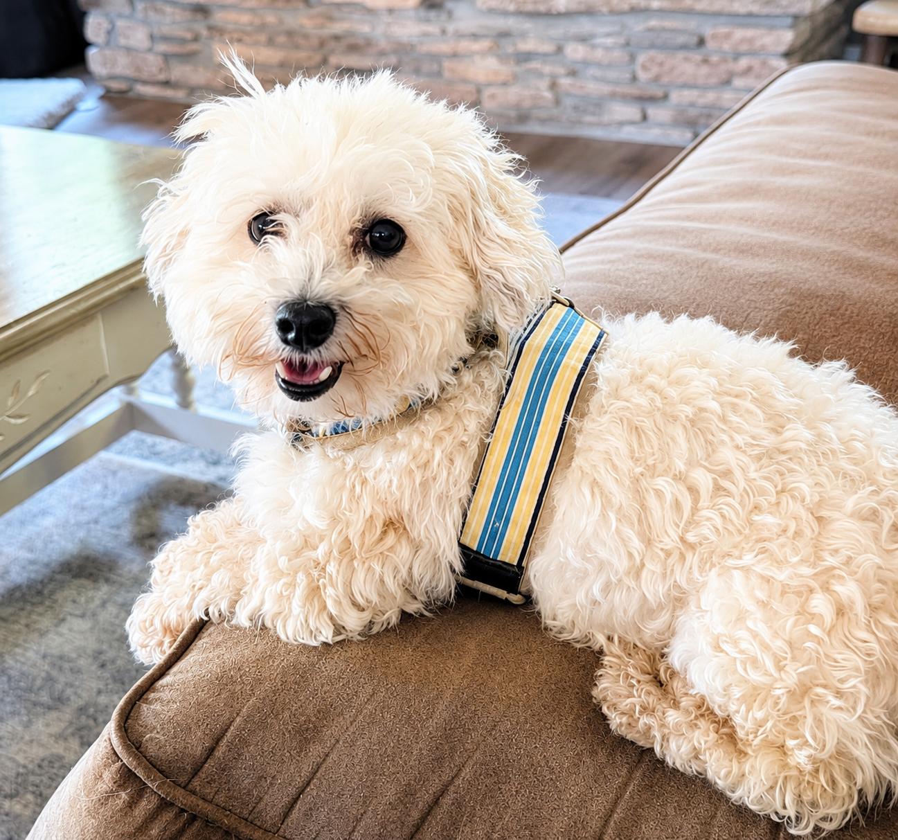 Raffi in Vermillion, Ohio, ADOPTABLE, Adult Female Havanese.
