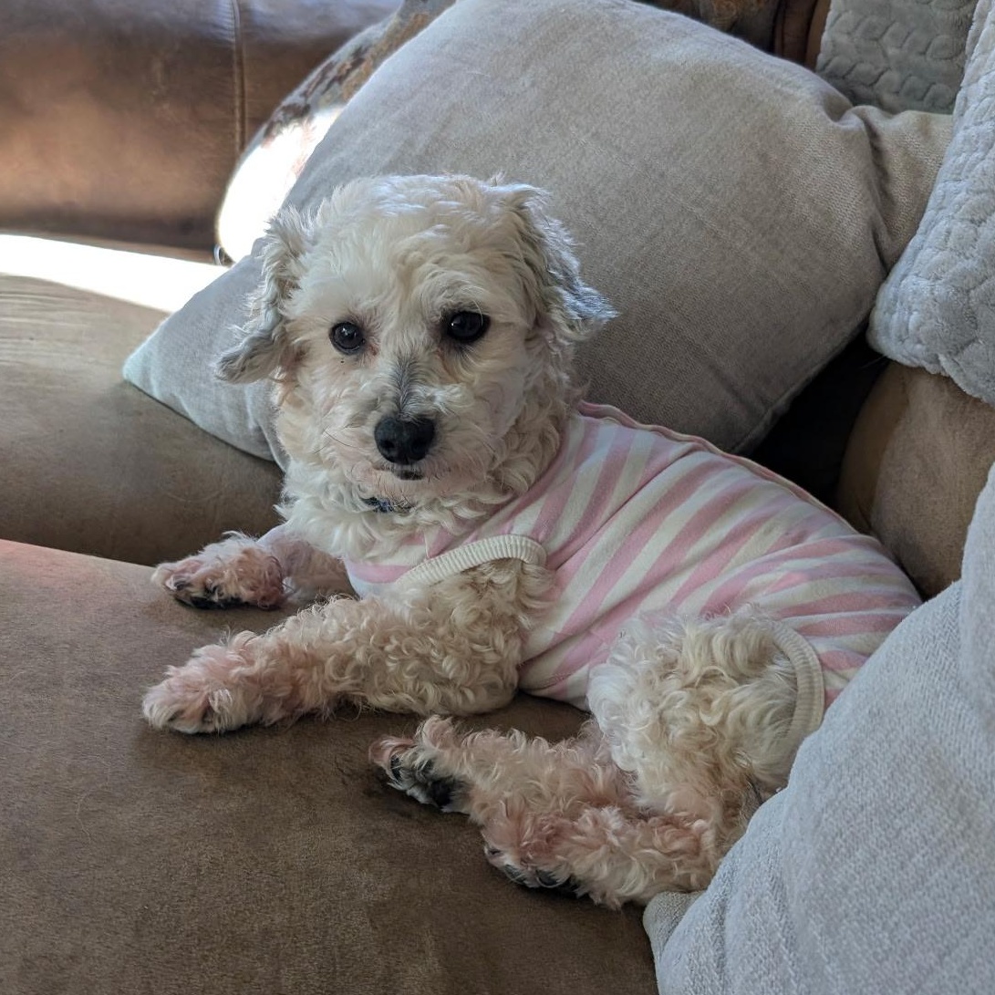 Raffi in Vermillion, Ohio, ADOPTABLE, Adult Female Havanese.