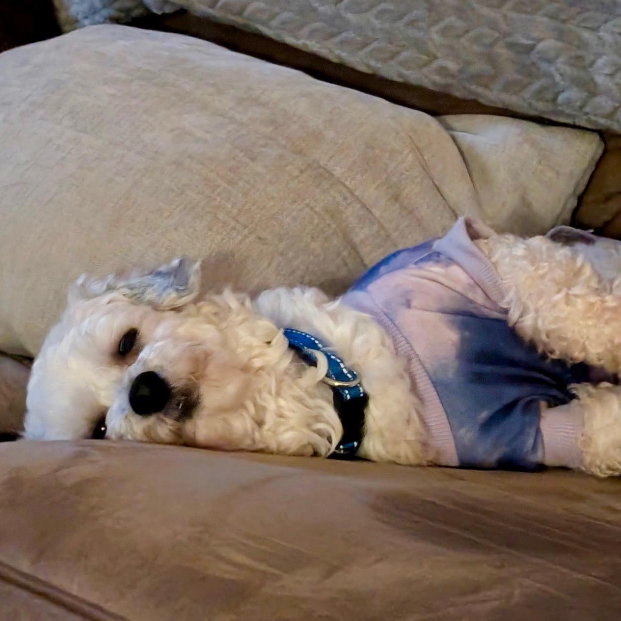 Raffi in Vermillion, Ohio, a ADOPTABLE Havanese in Vermilion, OH image 3/4