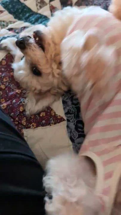 Enlarge Raffi in Vermillion, Ohio, a ADOPTABLE Havanese in Vermilion, OH video 2/4