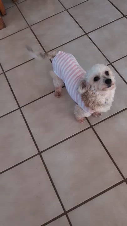 Enlarge Raffi in Vermillion, Ohio, a ADOPTABLE Havanese in Vermilion, OH video 4/4