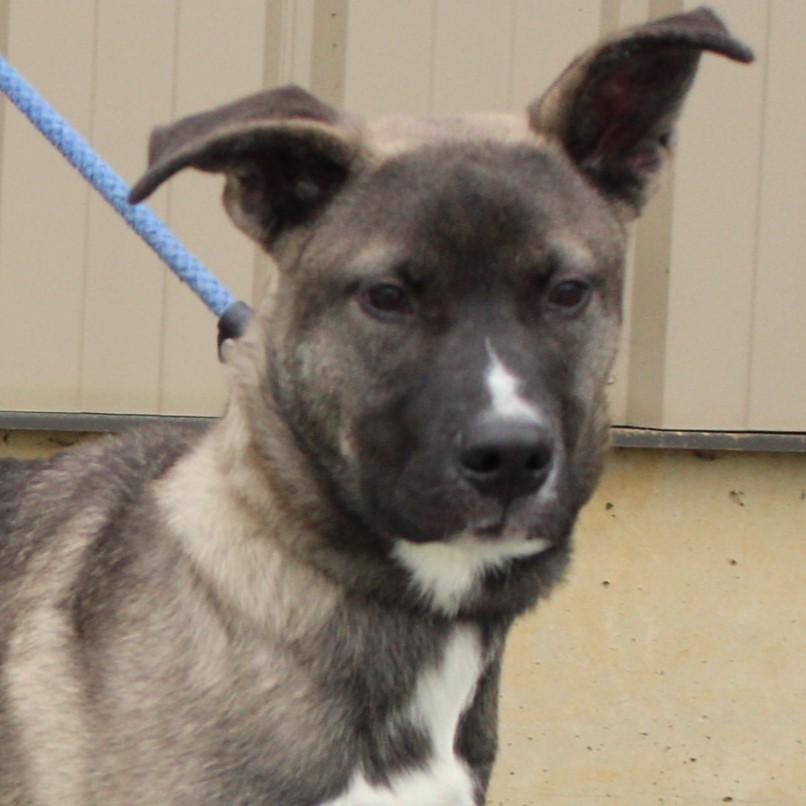 Stranger, ADOPTABLE, Young Male Shepherd.