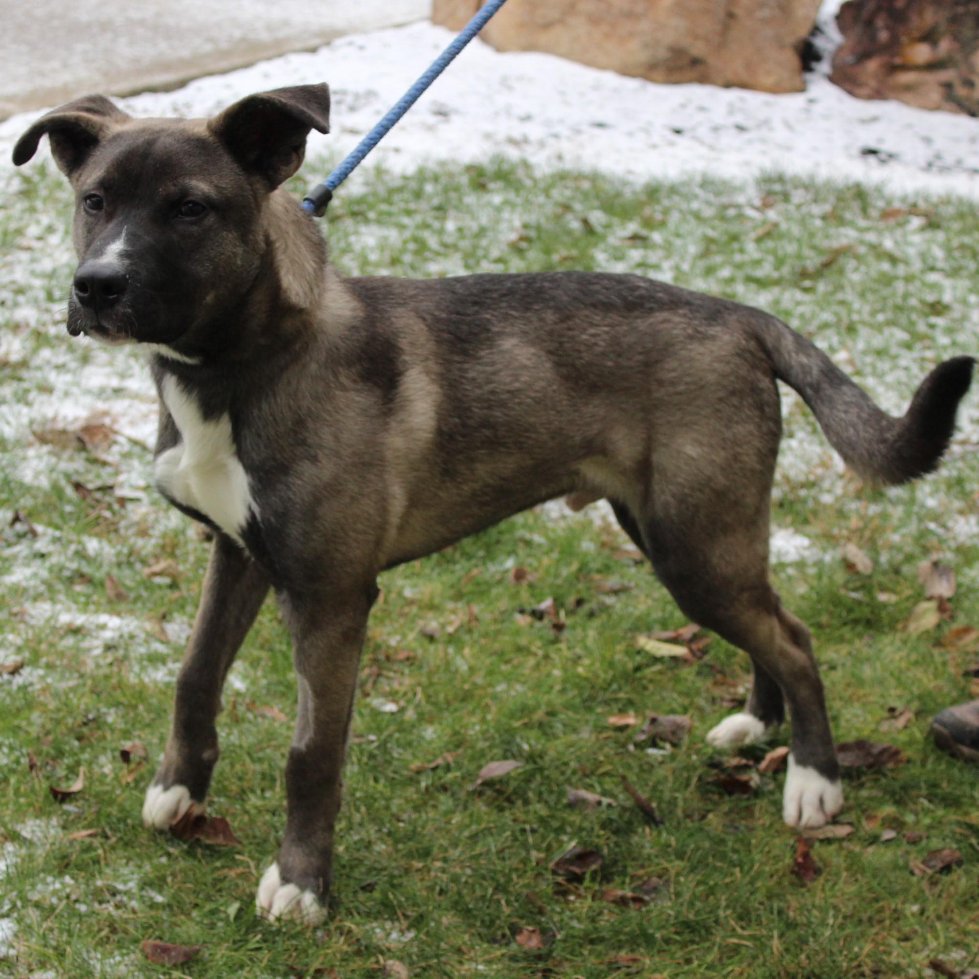 Stranger, a ADOPTABLE mixed breed in Eaton, OH image 3/6