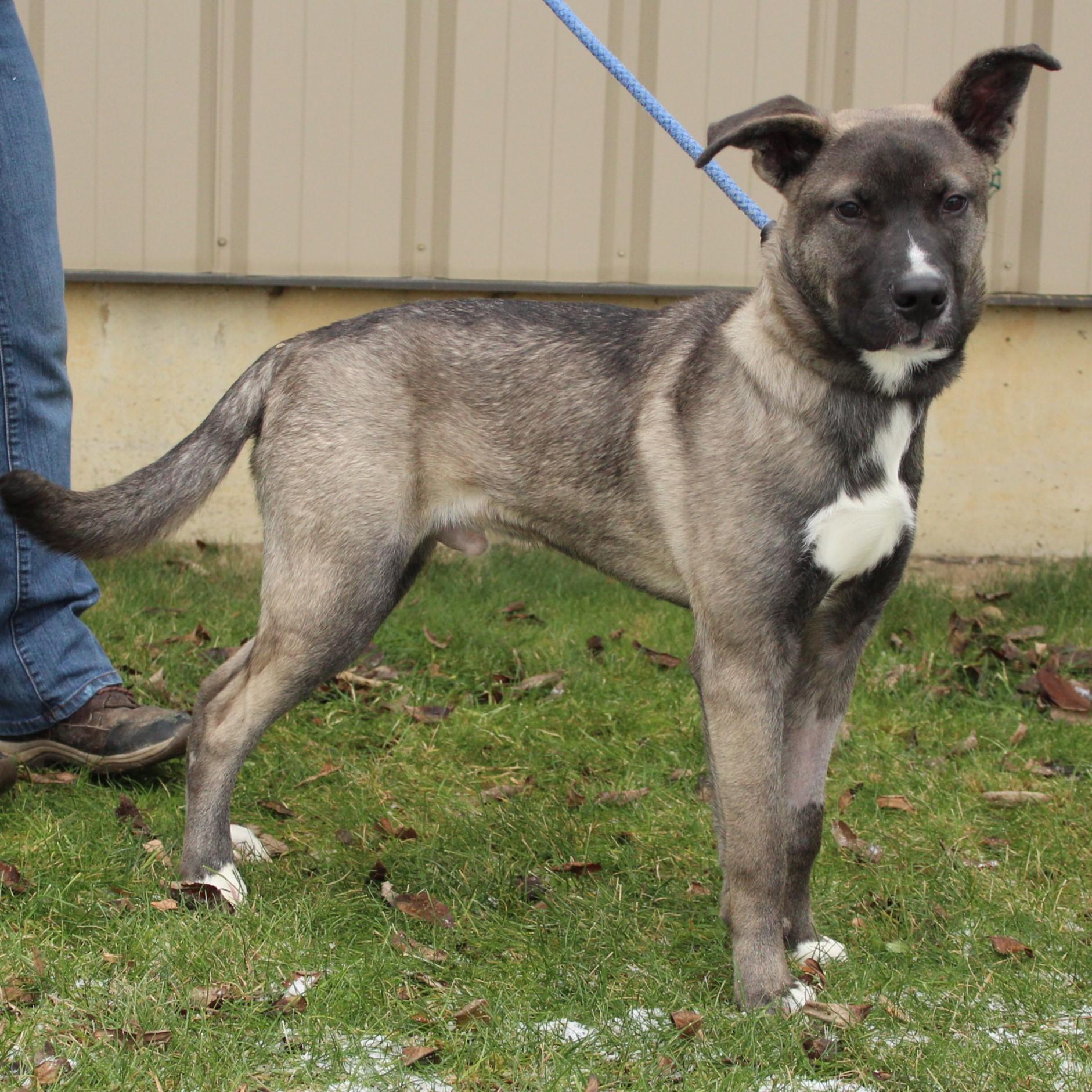 Stranger, a ADOPTABLE mixed breed in Eaton, OH image 4/6