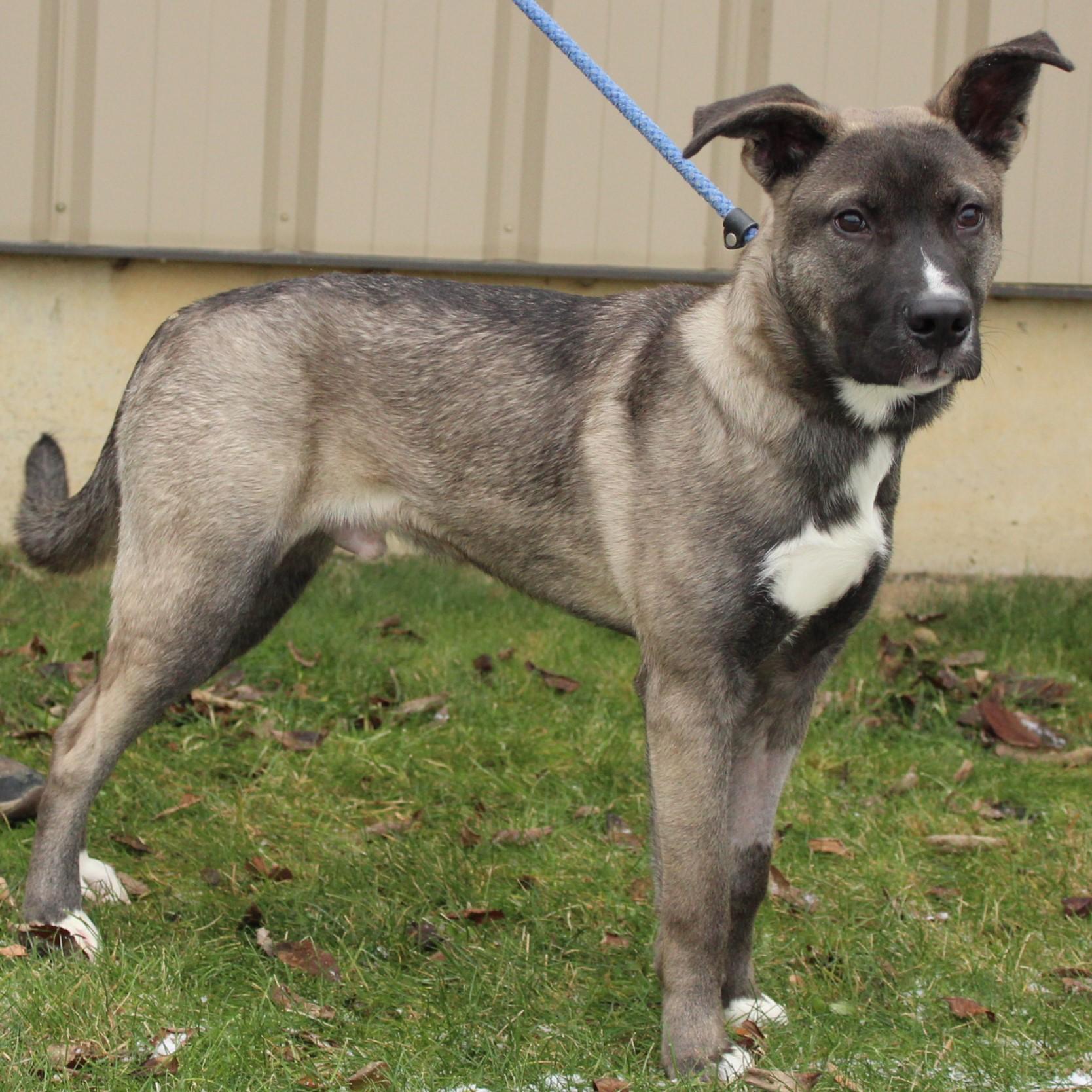Stranger, a ADOPTABLE mixed breed in Eaton, OH image 5/6