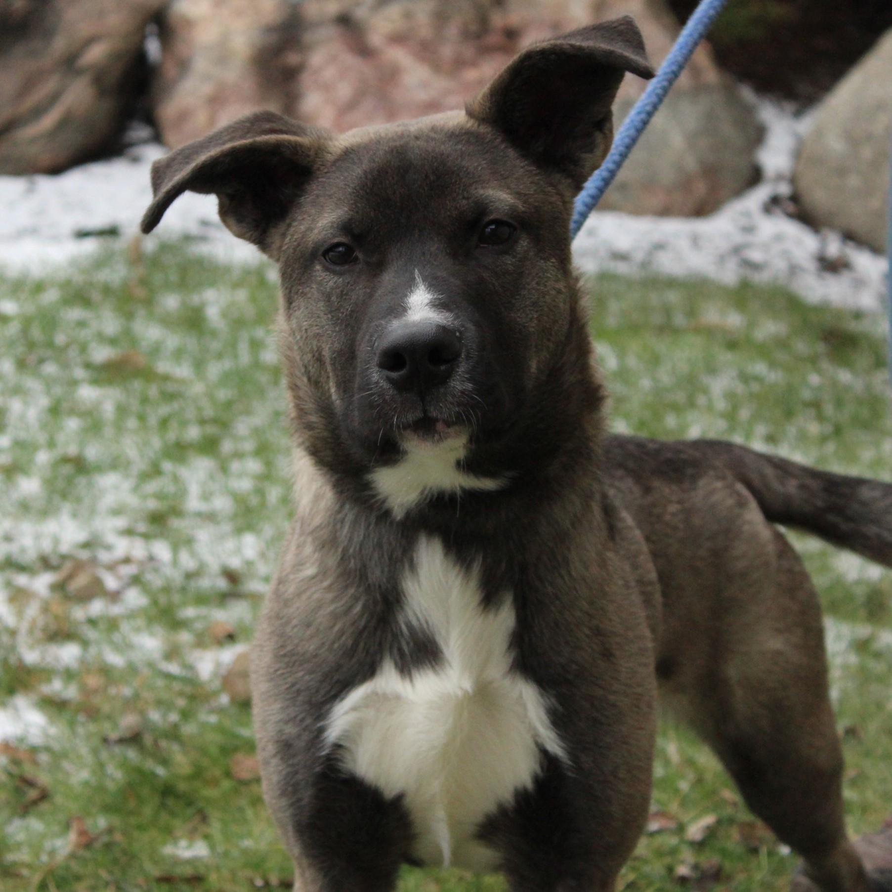 Stranger, a ADOPTABLE mixed breed in Eaton, OH image 2/6