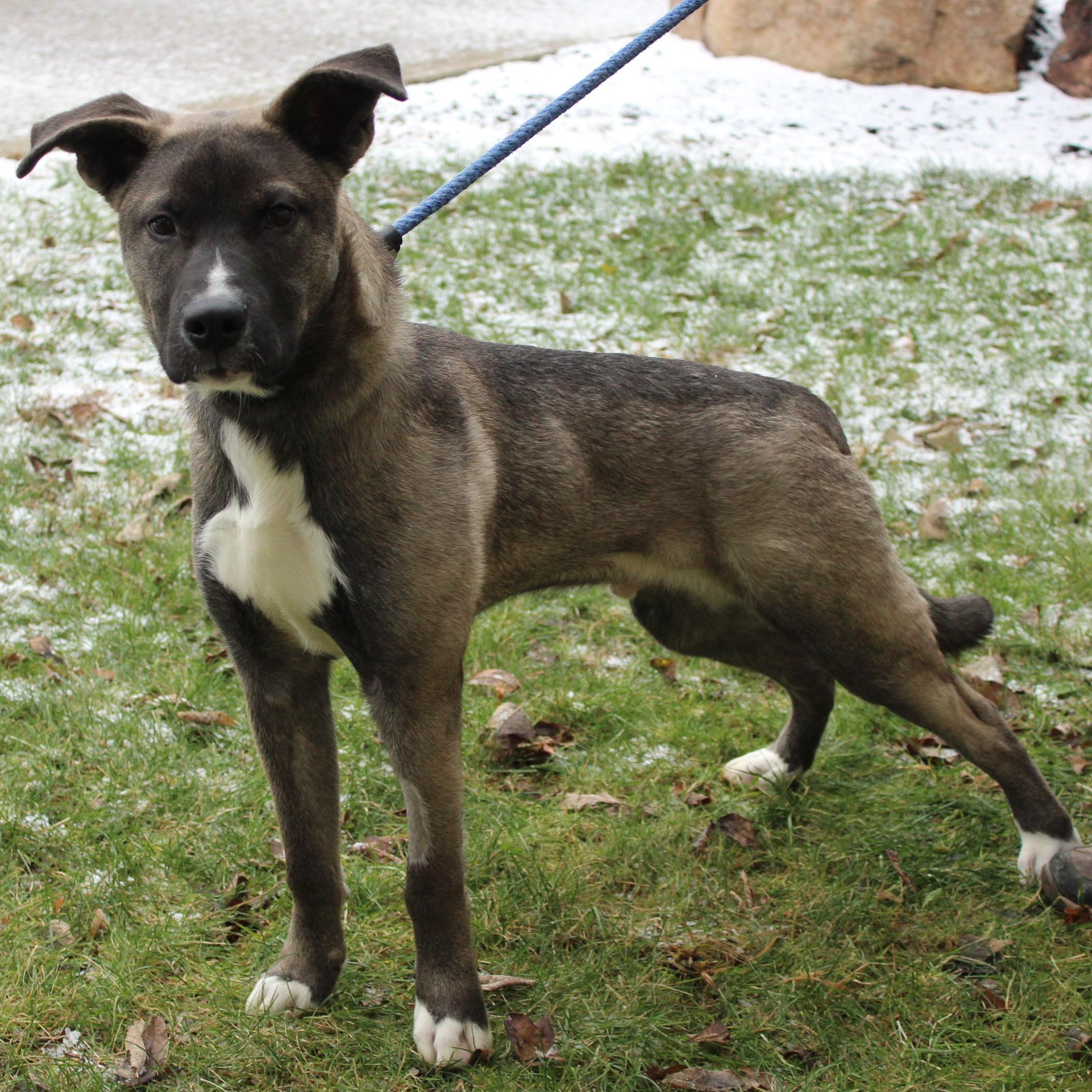 Stranger, a ADOPTABLE mixed breed in Eaton, OH image 6/6