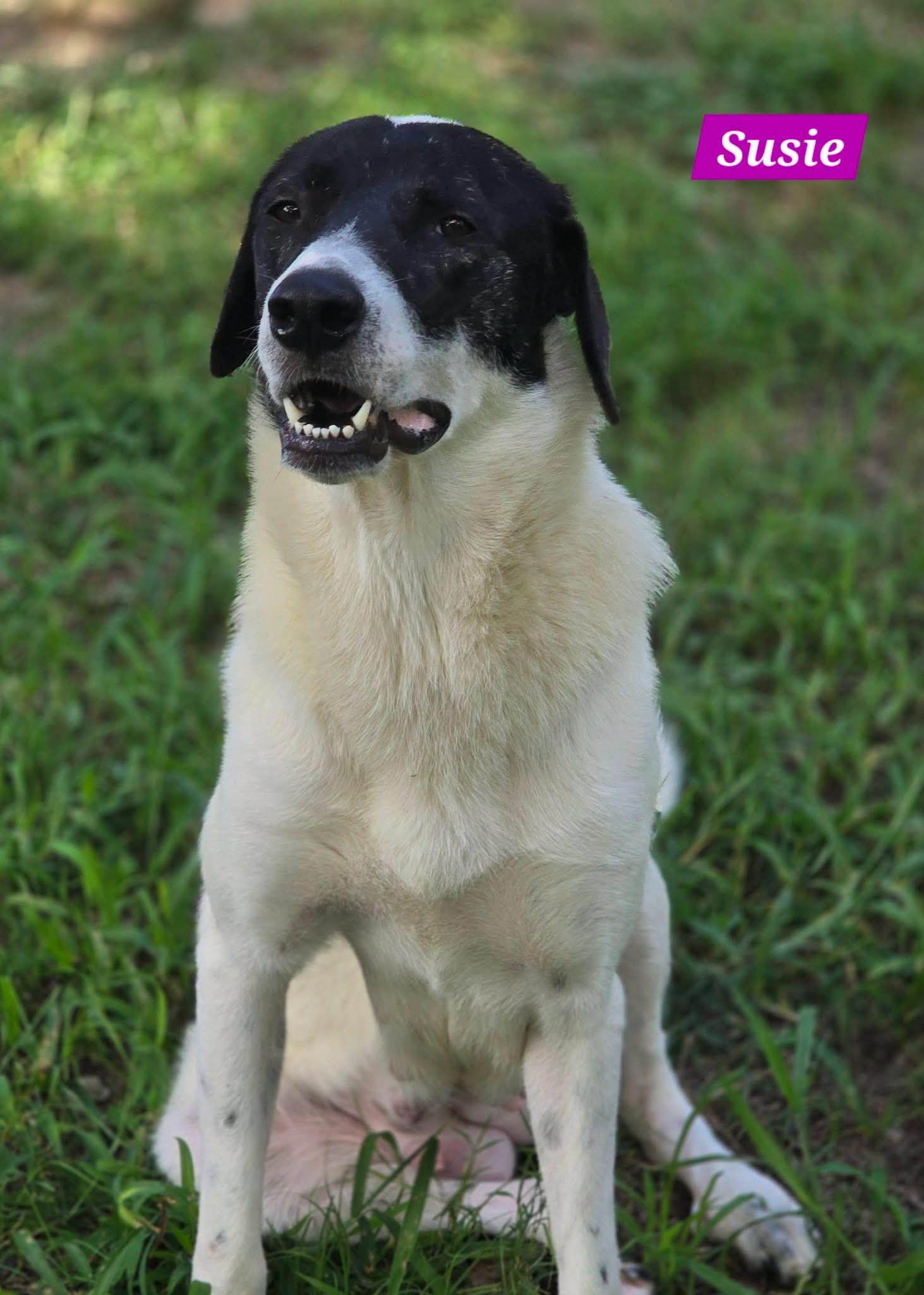 Enlarge Susie, a ADOPTABLE mixed breed in Alexander, AR image 3/5