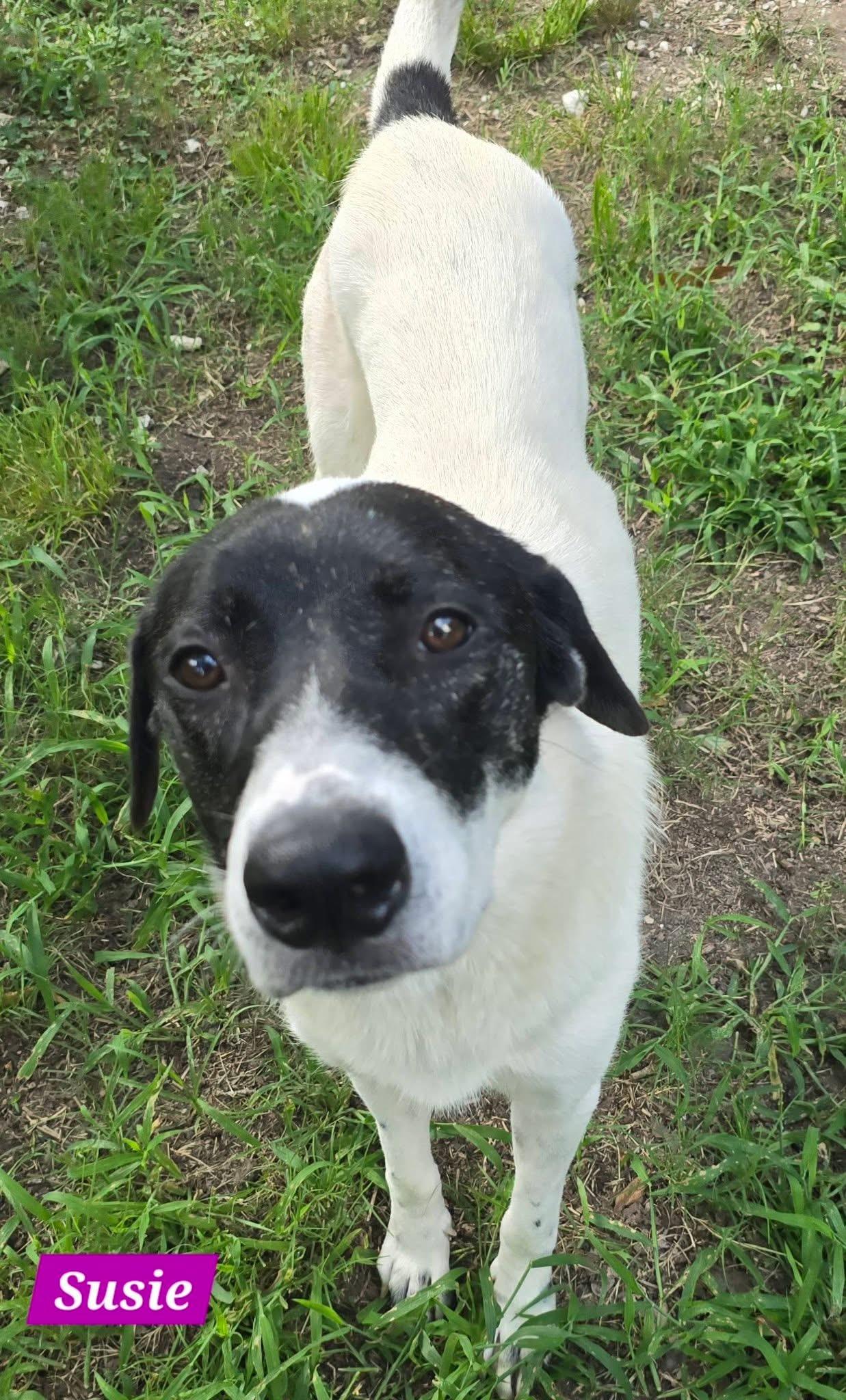 Enlarge Susie, a ADOPTABLE mixed breed in Alexander, AR image 5/5