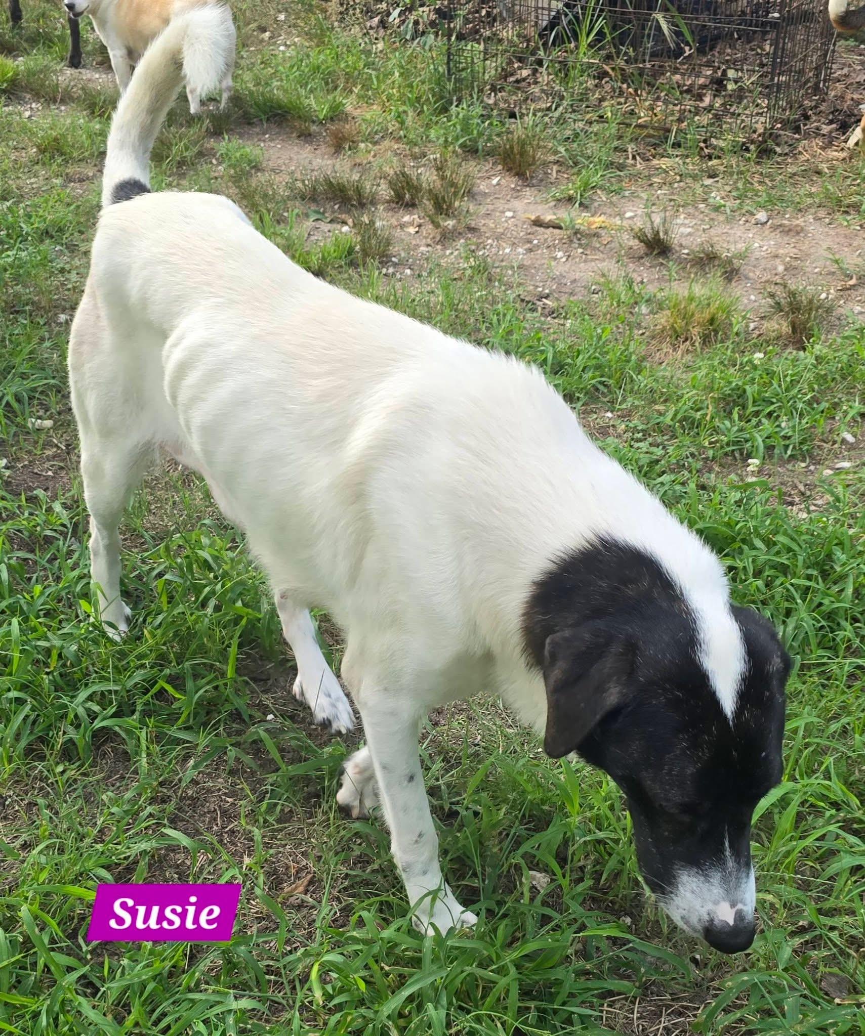 Enlarge Susie, a ADOPTABLE mixed breed in Alexander, AR image 4/5