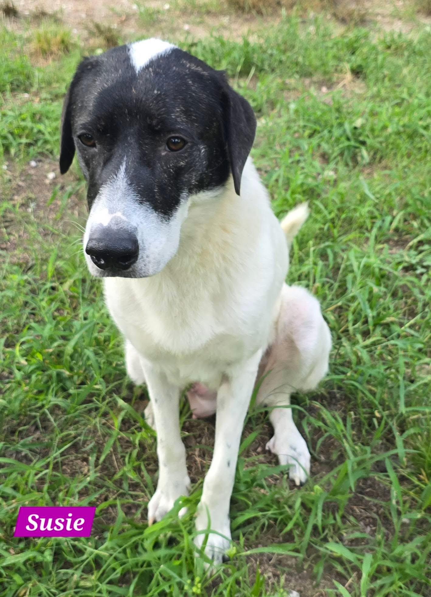 Enlarge Susie, a ADOPTABLE mixed breed in Alexander, AR image 2/5