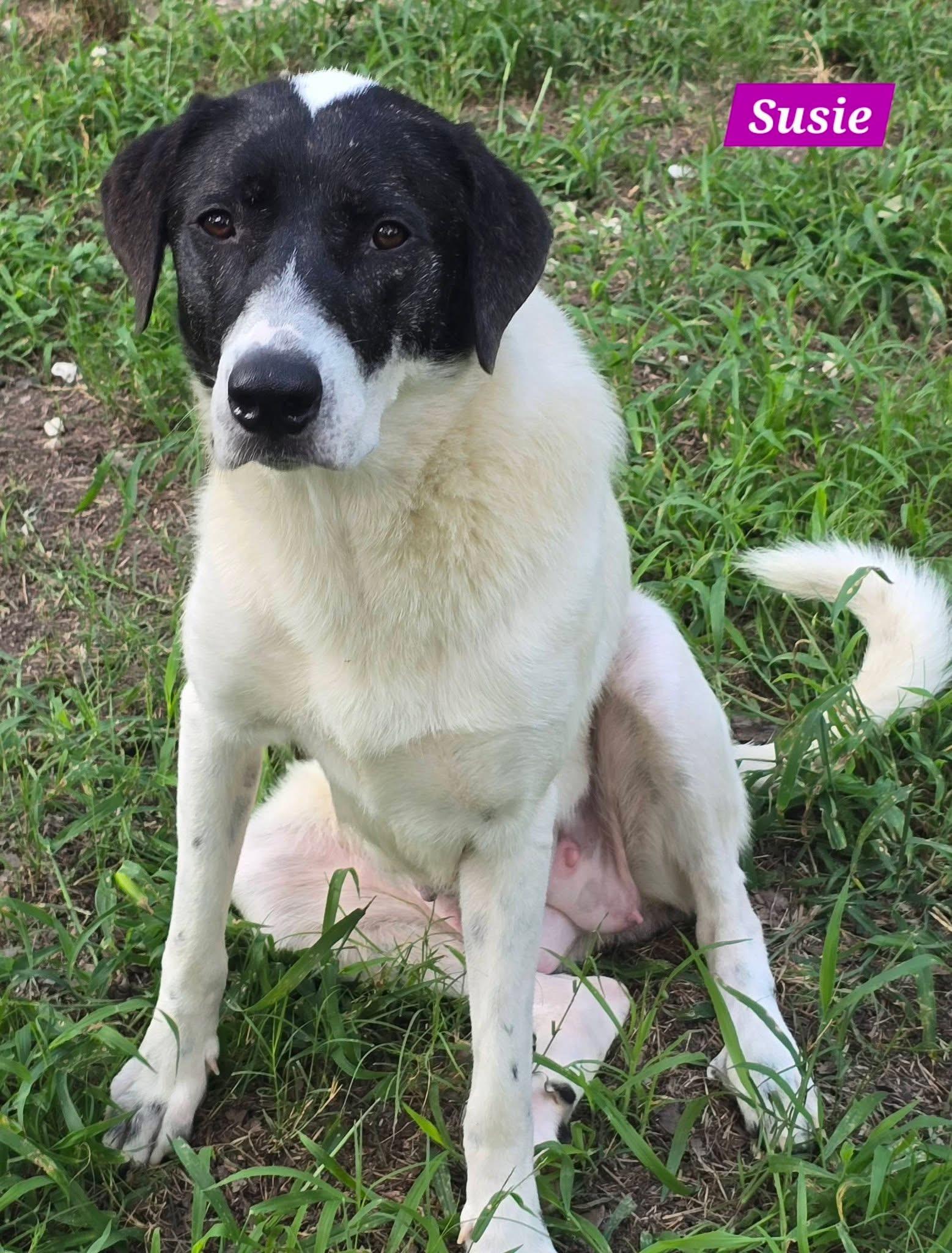 Susie, ADOPTABLE, Adult Female Great Pyrenees.