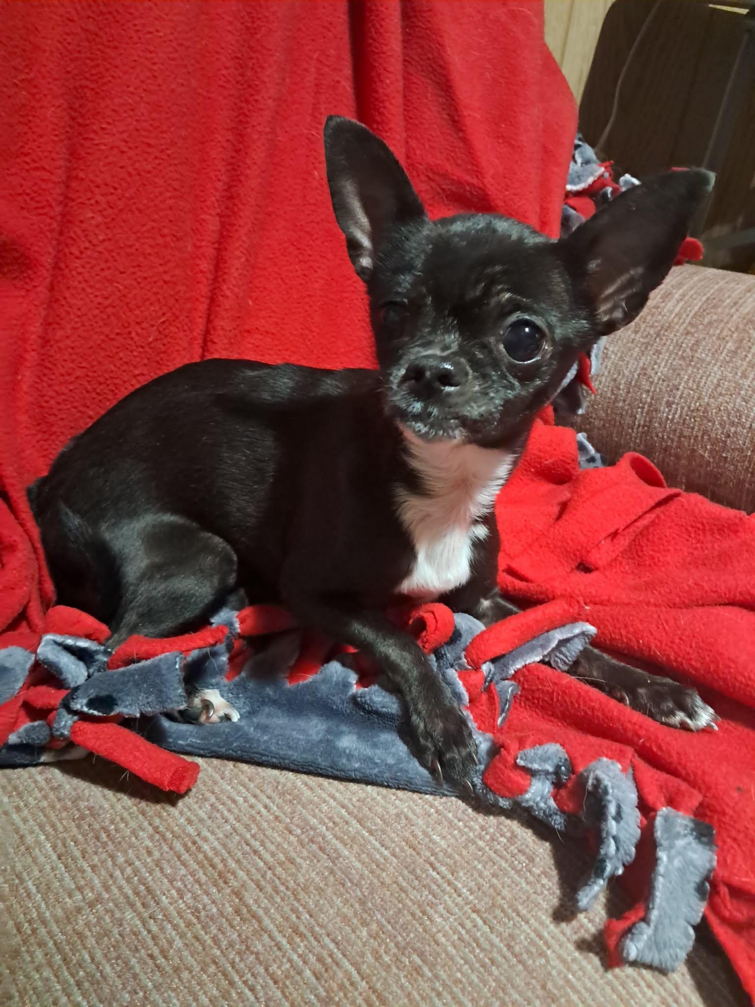 Nimble, Adoptable, Senior Female Chihuahua.