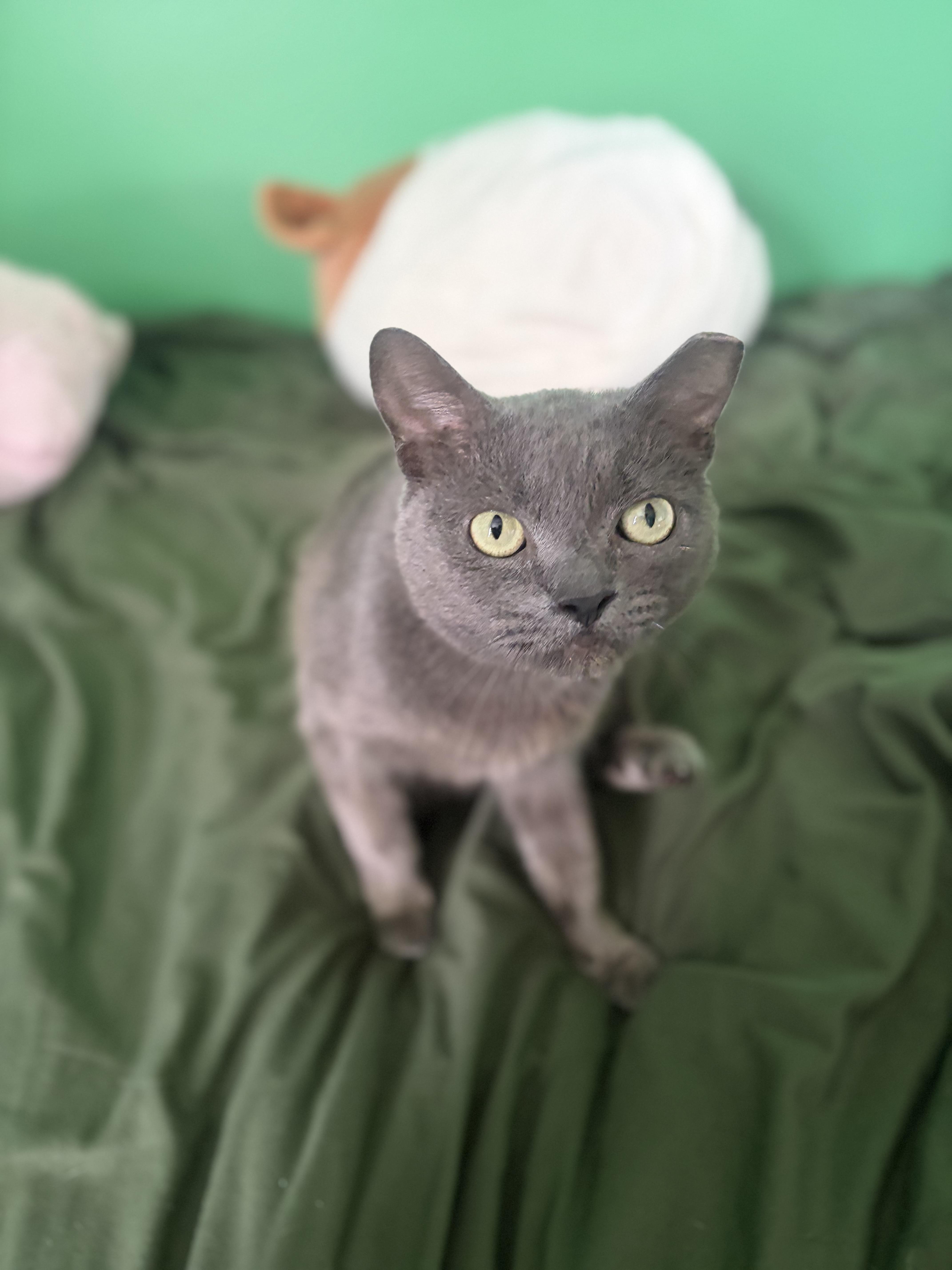 Charlie, an adopted mixed breed in Orlando, FL image 6/6
