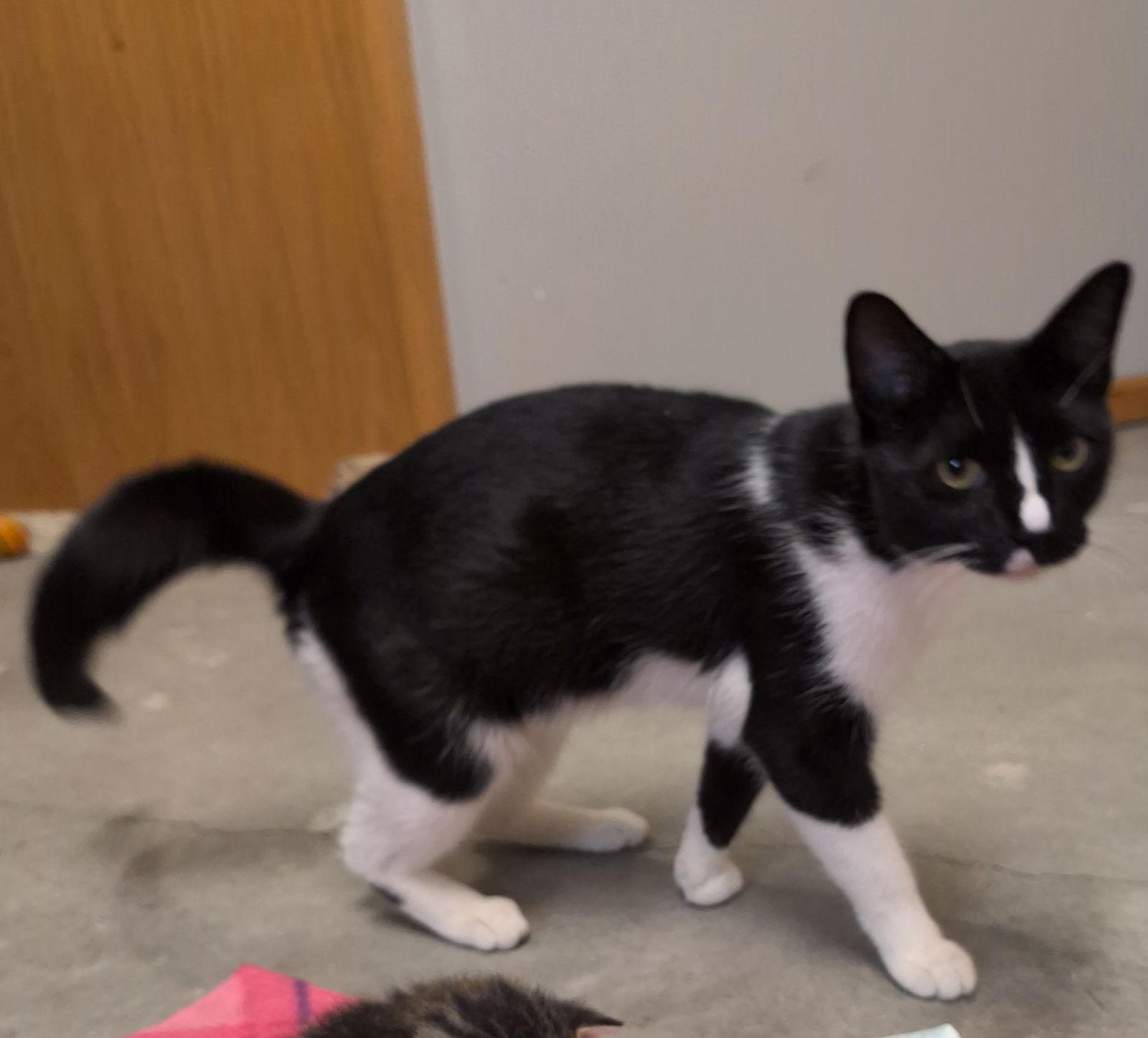 Enlarge Mittens, a Adoptable Domestic Short Hair in Brooklyn Center, MN image 1/2