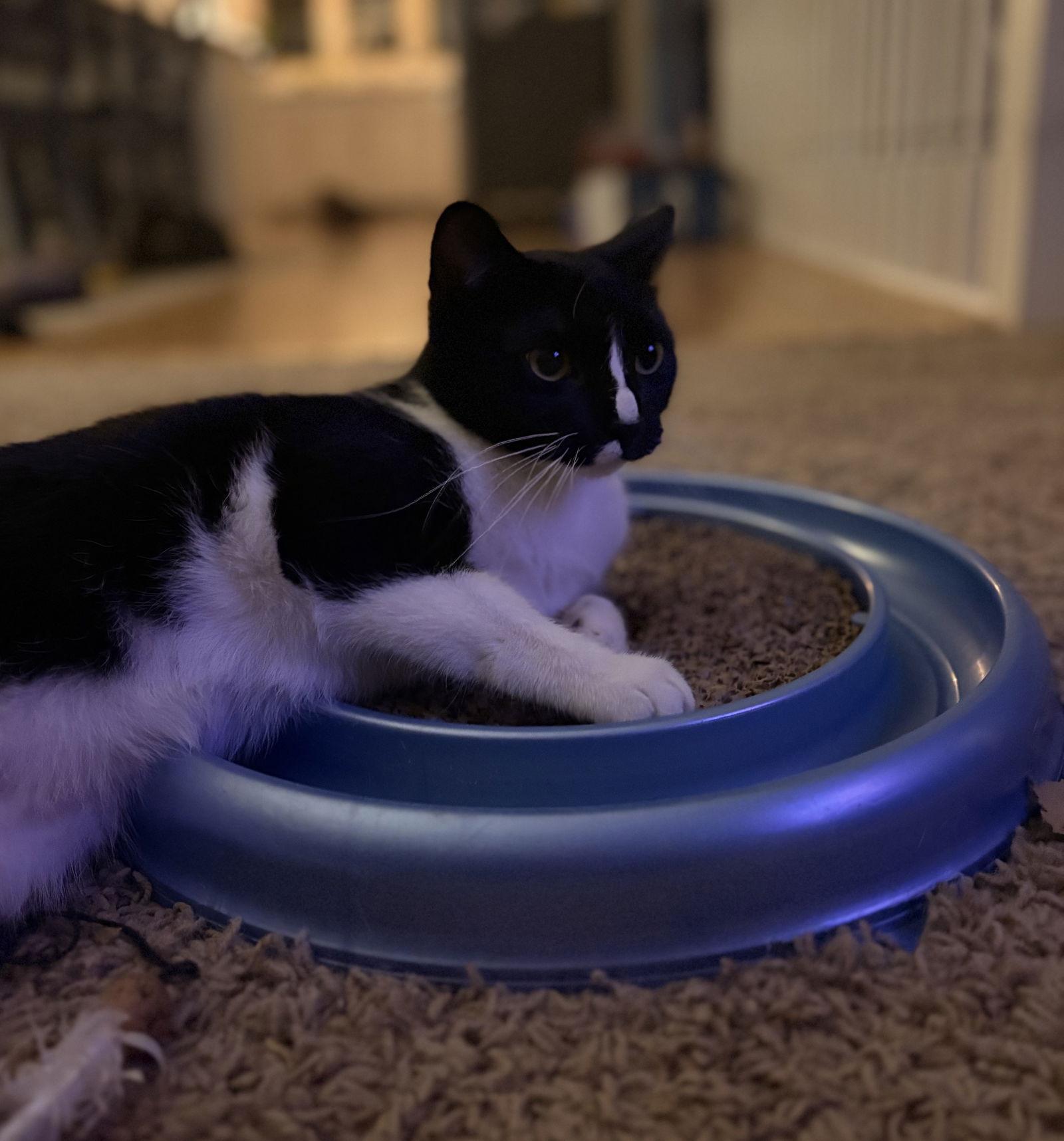 Mittens, Adoptable, Adult Female Domestic Short Hair.