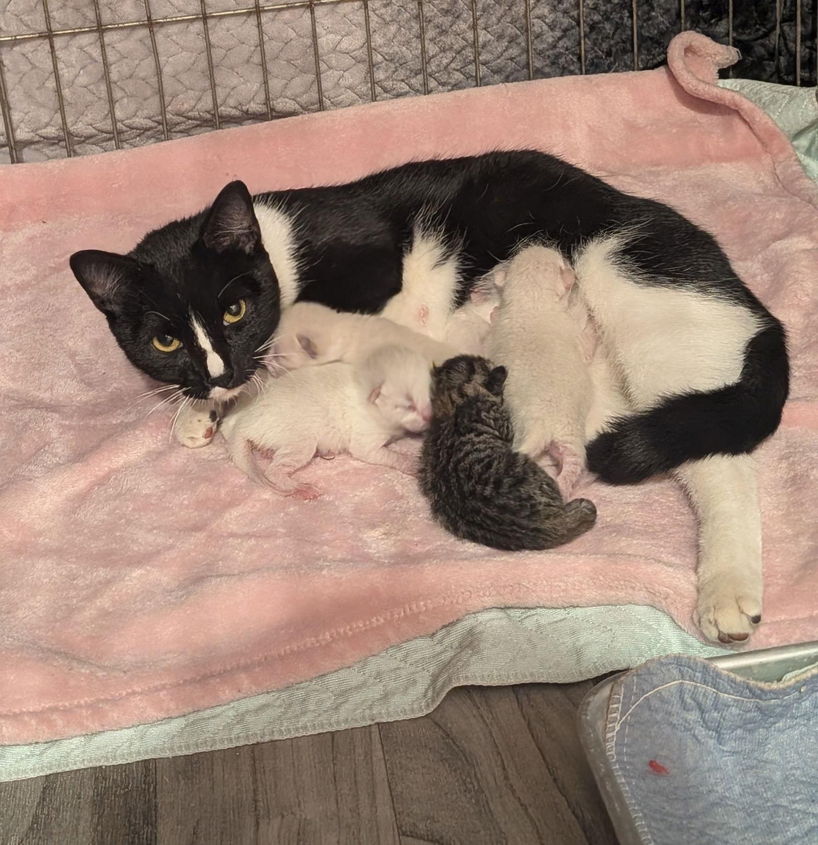 Enlarge Mittens, a Adoptable Domestic Short Hair in Brooklyn Center, MN image 2/2