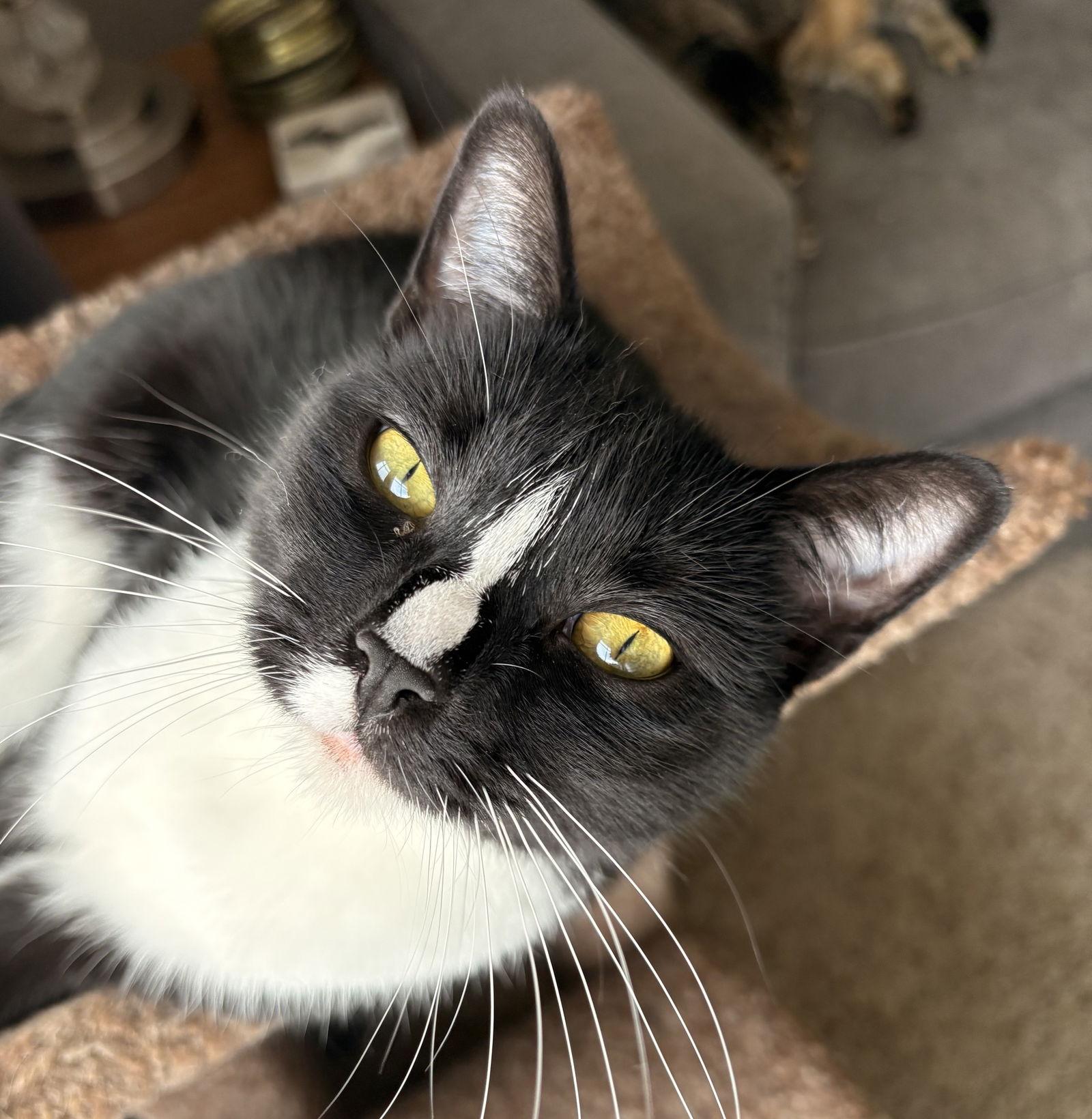 Mittens, a Adoptable Domestic Short Hair in Brooklyn Center, MN image 3/3