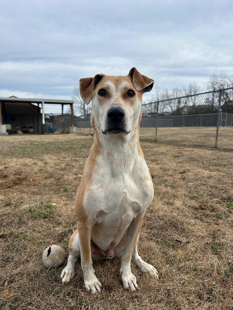 Chillo/Buddy, Adoptable, Adult Male Hound.