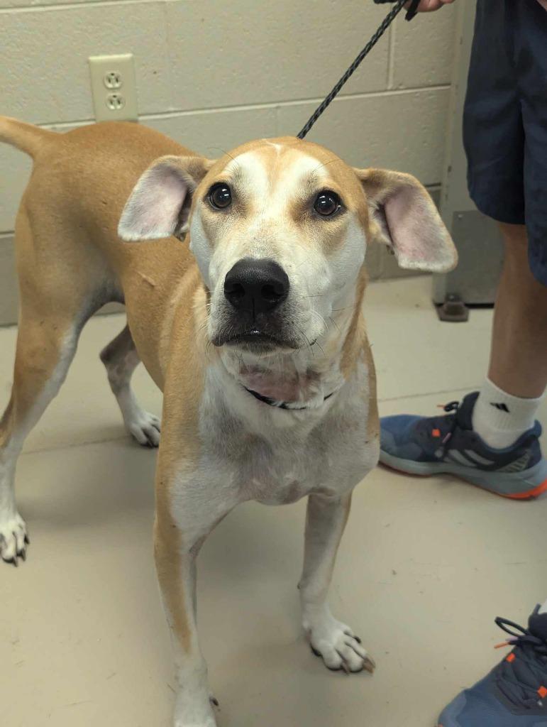 Chillo/Buddy, a Adoptable mixed breed in Johnson City, TN image 2/2