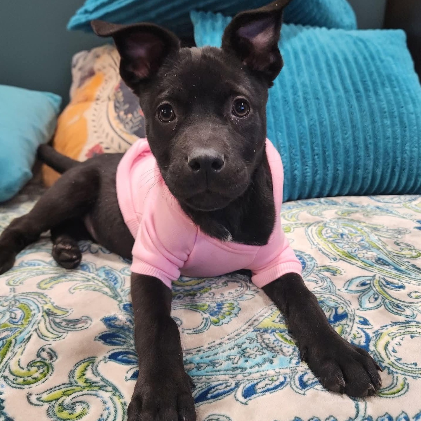 Enlarge Selma , a ADOPTABLE mixed breed in East Peoria, IL image 4/5