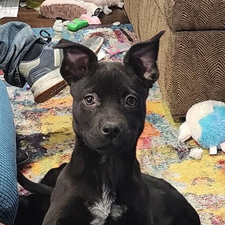 Enlarge Selma , a ADOPTABLE mixed breed in East Peoria, IL image 3/5