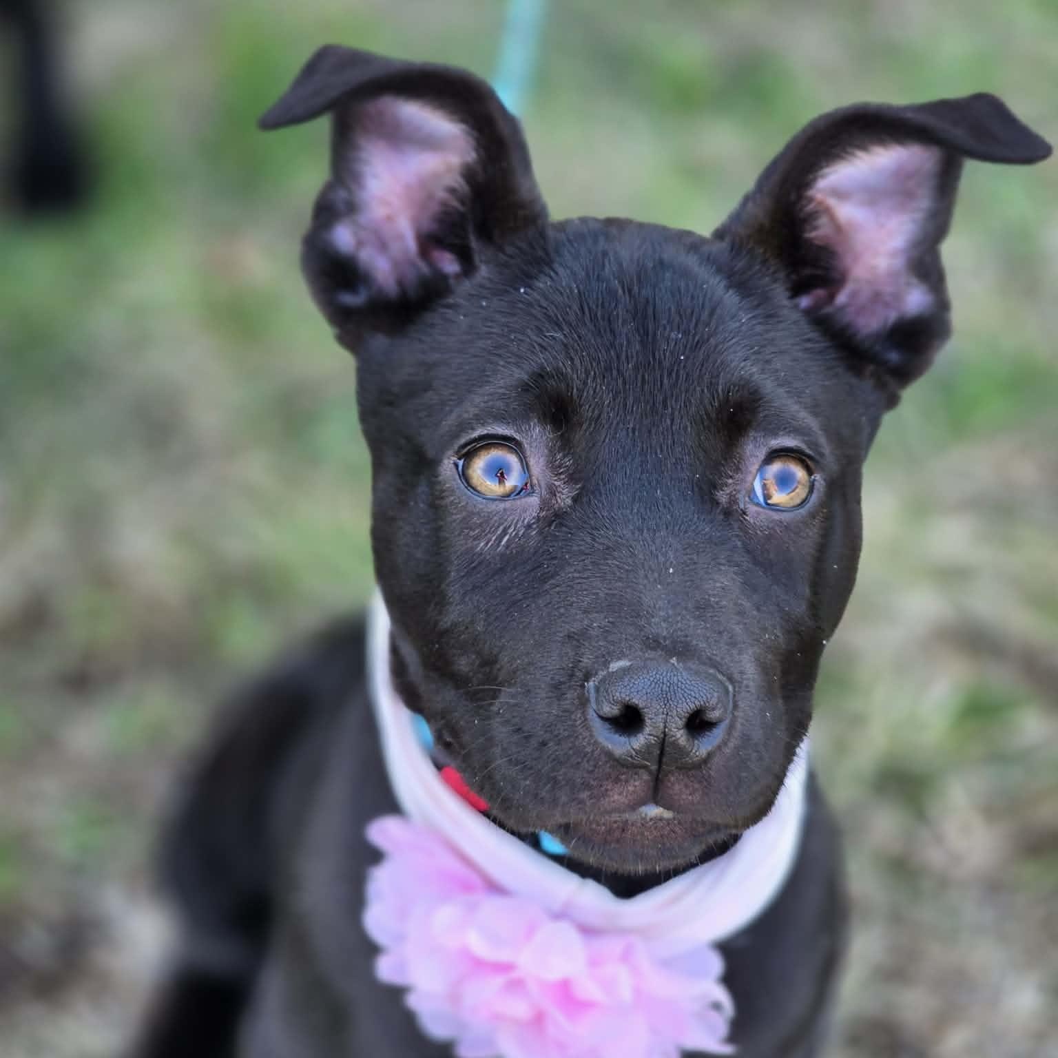 Enlarge Selma , a ADOPTABLE mixed breed in East Peoria, IL image 5/5