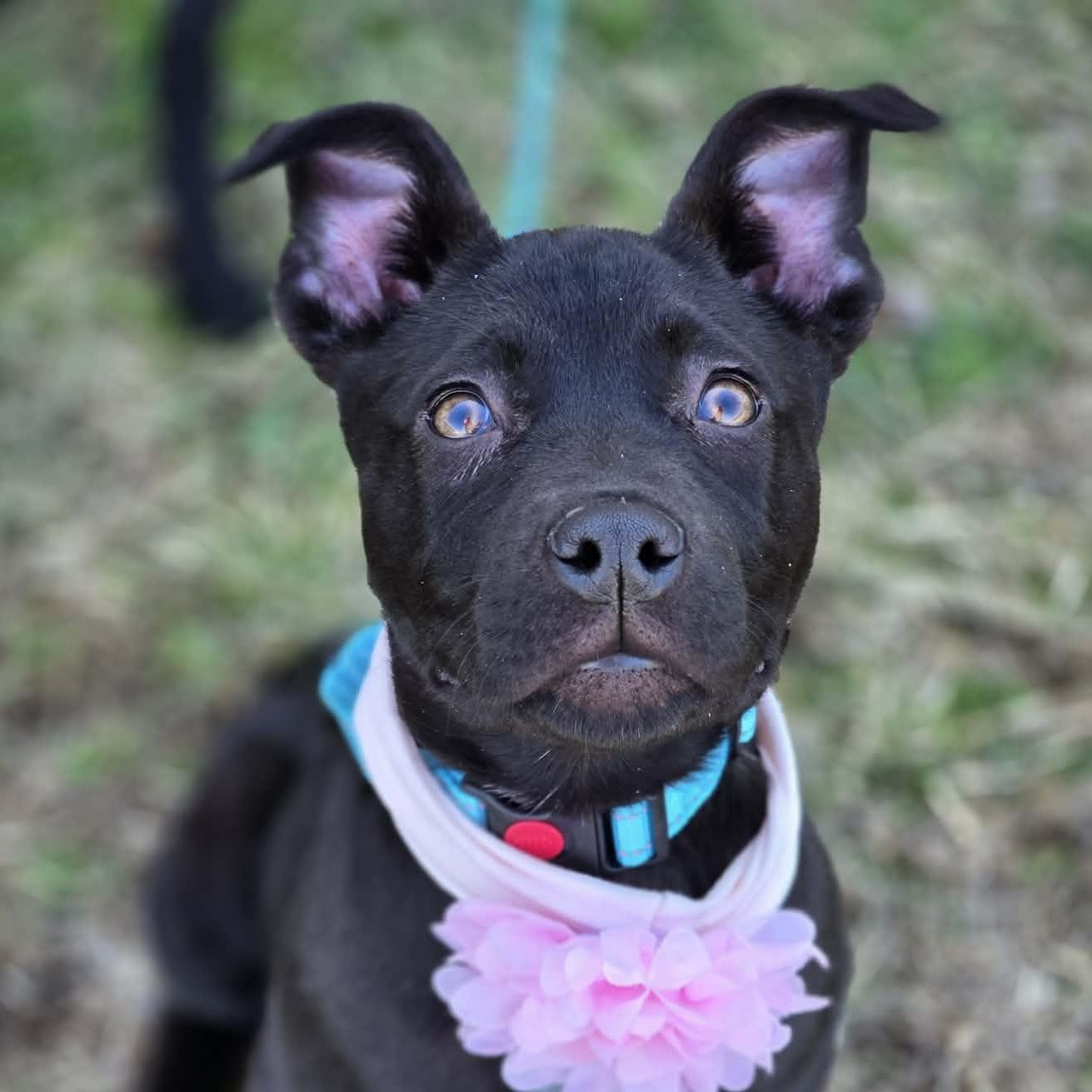 Enlarge Selma , a ADOPTABLE mixed breed in East Peoria, IL image 1/5