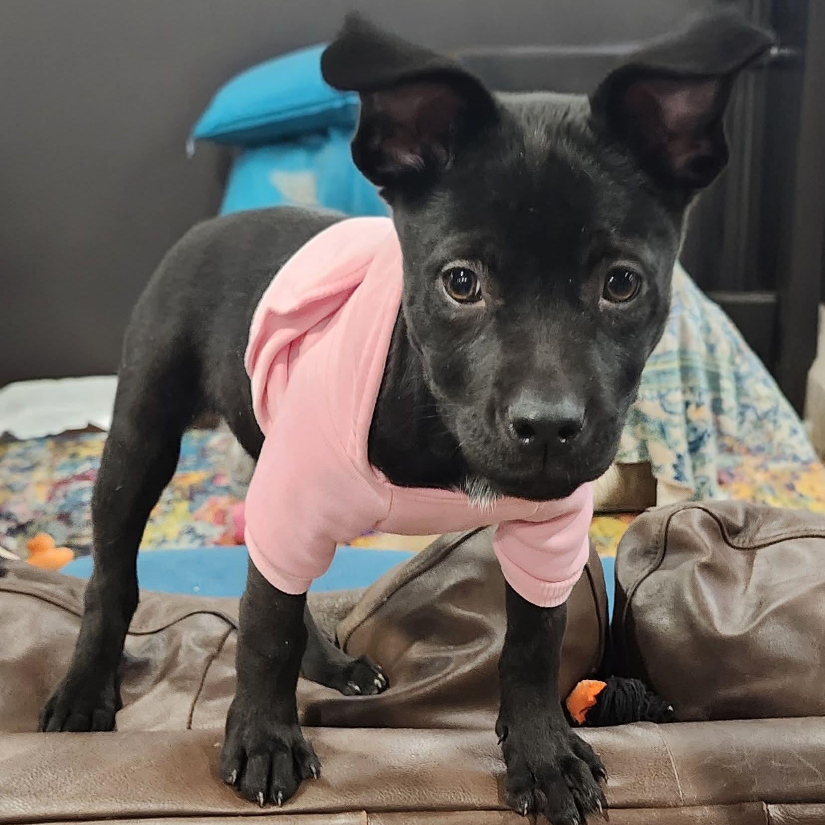 Enlarge Selma , a ADOPTABLE mixed breed in East Peoria, IL image 2/5