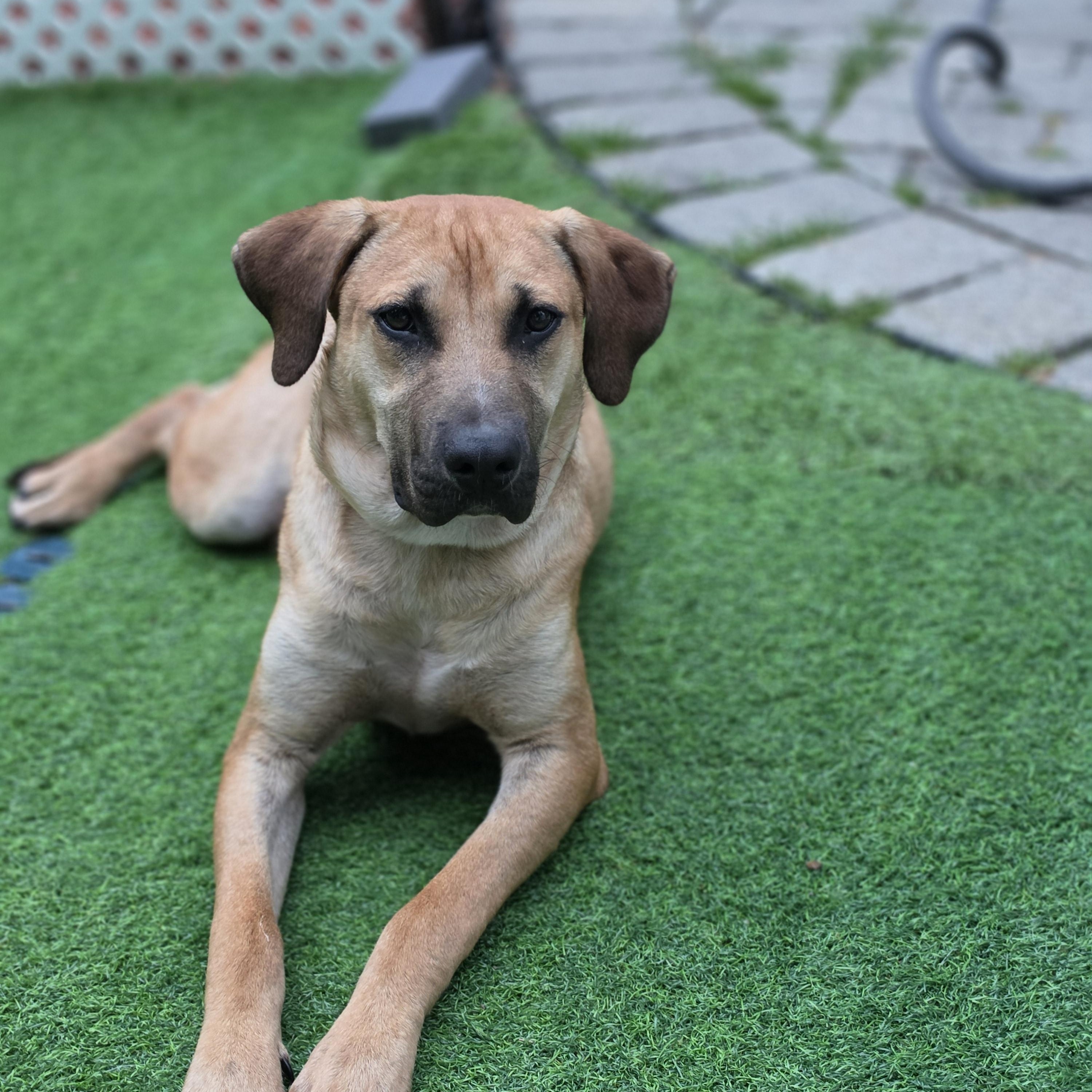 Enlarge Fabio, a Adoptable Mixed Breed in Blairstown, NJ image 6/6