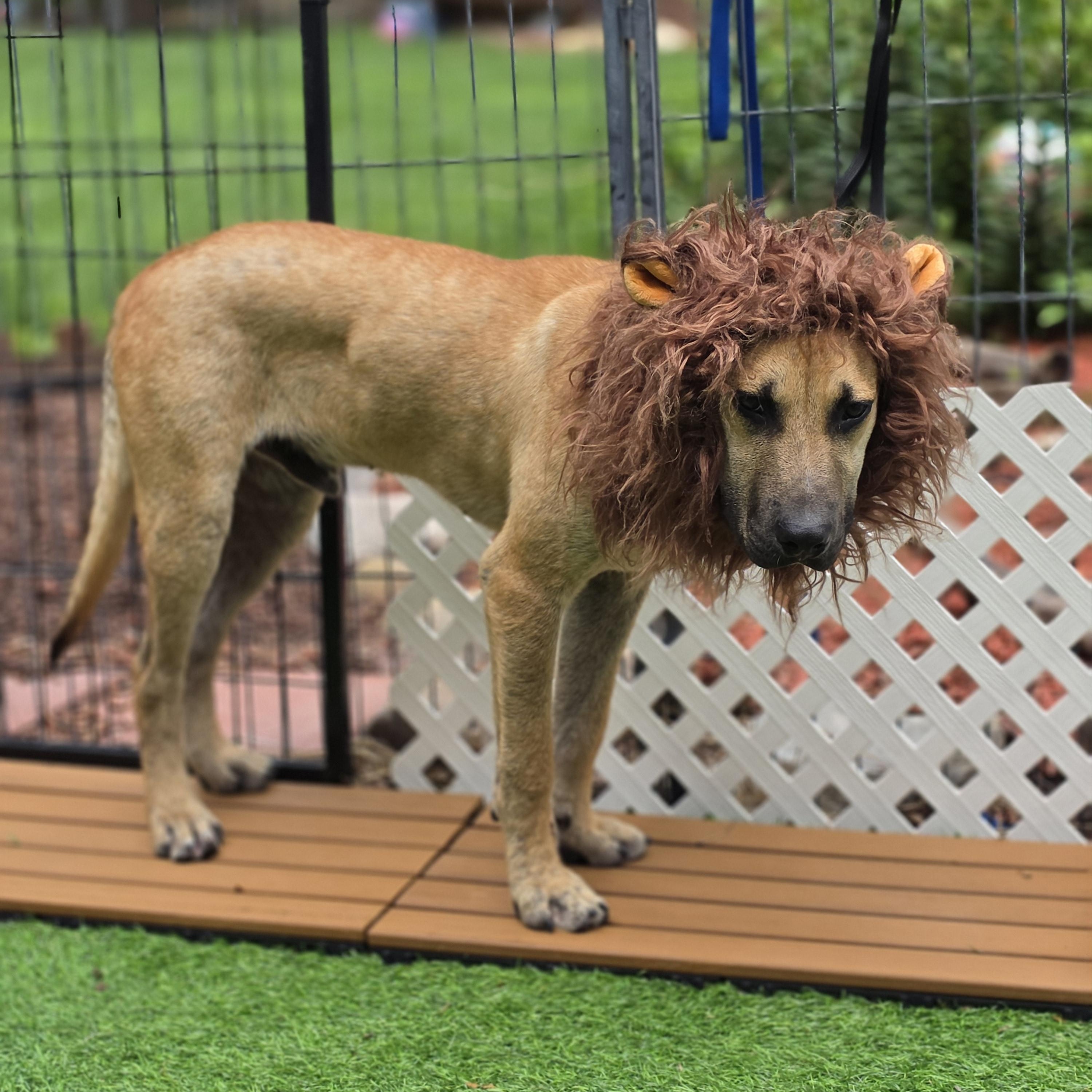 Enlarge Fabio, a Adoptable Mixed Breed in Blairstown, NJ image 3/6