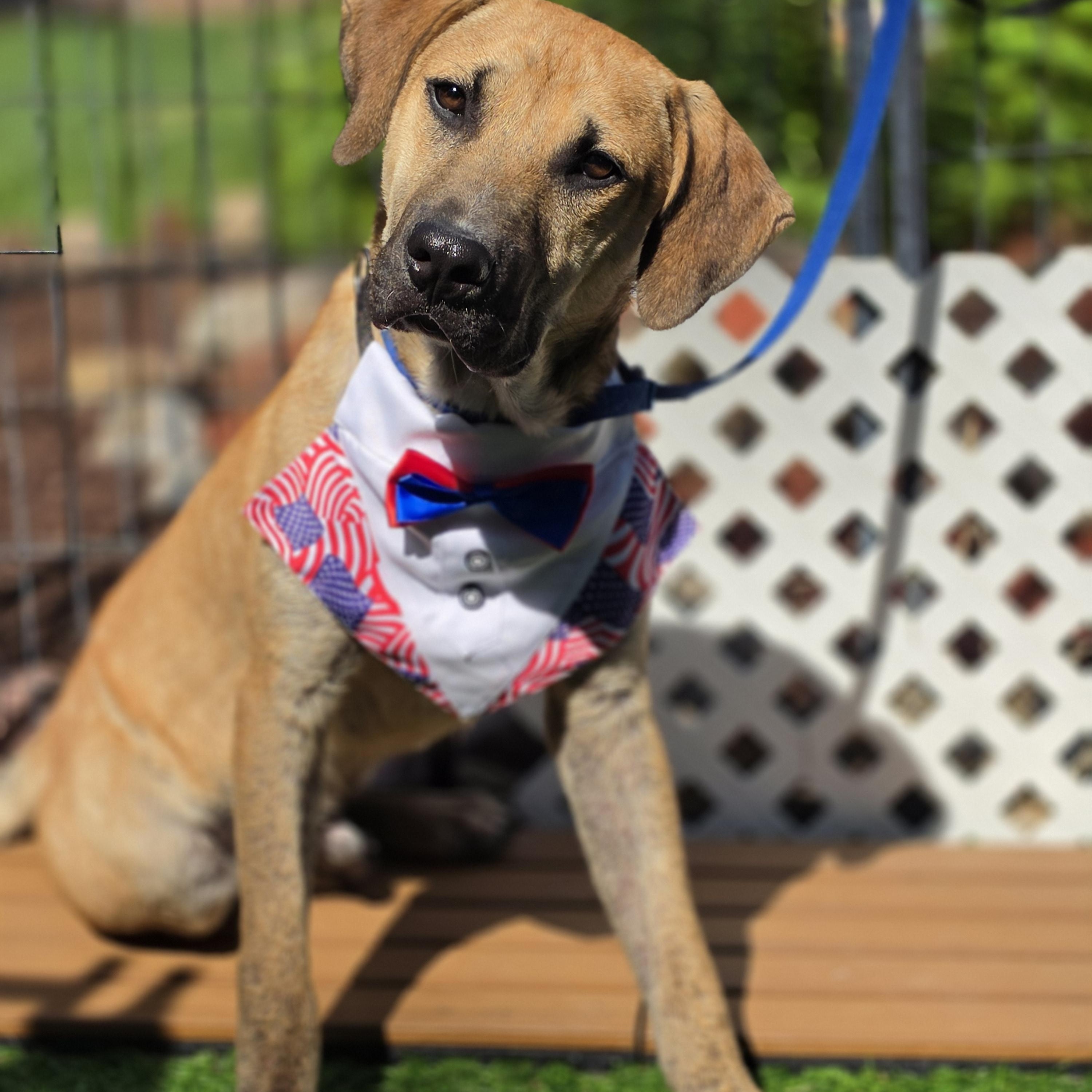 Fabio, Adoptable, Puppy Male Mixed Breed.