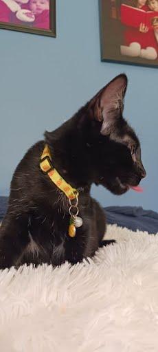 Enlarge Dilly, a Adoptable Domestic Short Hair in Avondale, PA image 3/3