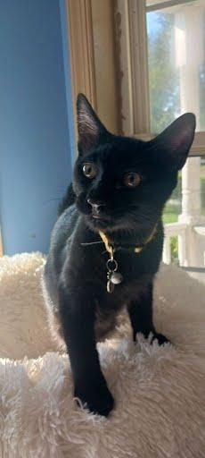 Enlarge Dilly, a Adoptable Domestic Short Hair in Avondale, PA image 1/3