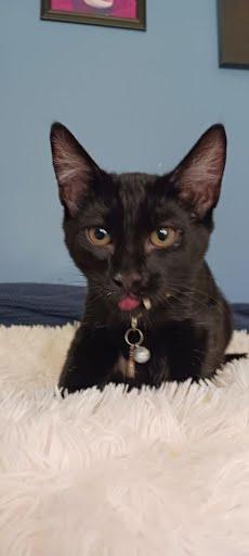 Enlarge Dilly, a Adoptable Domestic Short Hair in Avondale, PA image 2/3