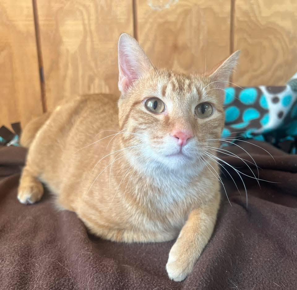 Enlarge Amaretto, an adopted Domestic Short Hair in Sullivan, MO image 2/5