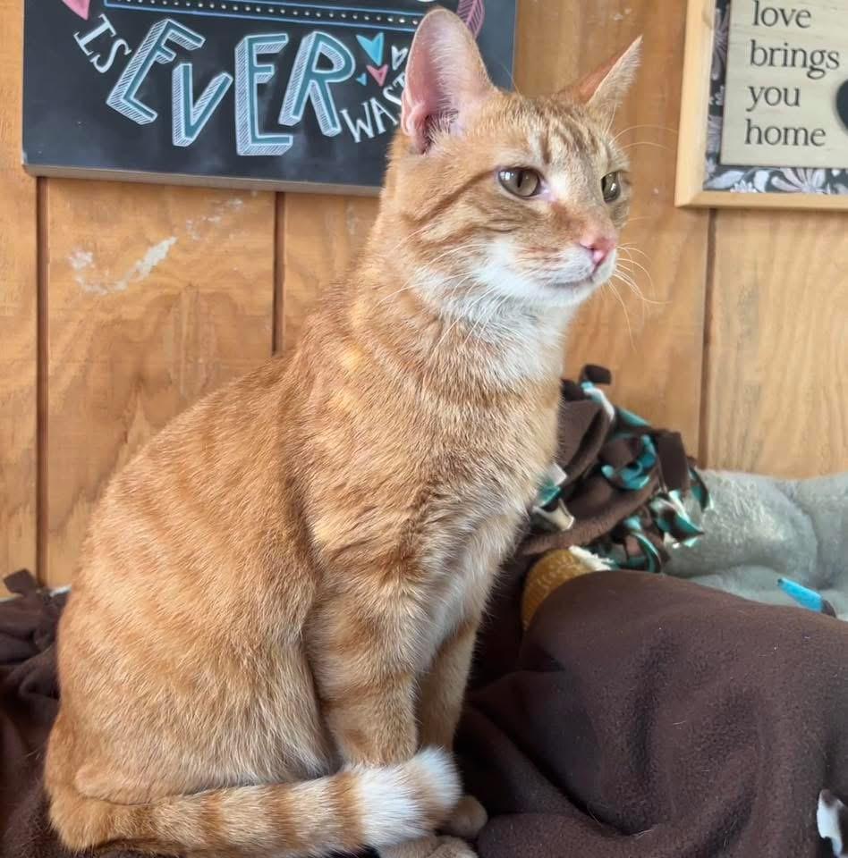 Enlarge Amaretto, an adopted Domestic Short Hair in Sullivan, MO image 4/5