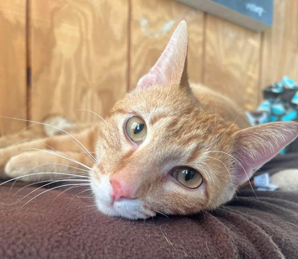 Amaretto, adopted, Adult Male Domestic Short Hair.