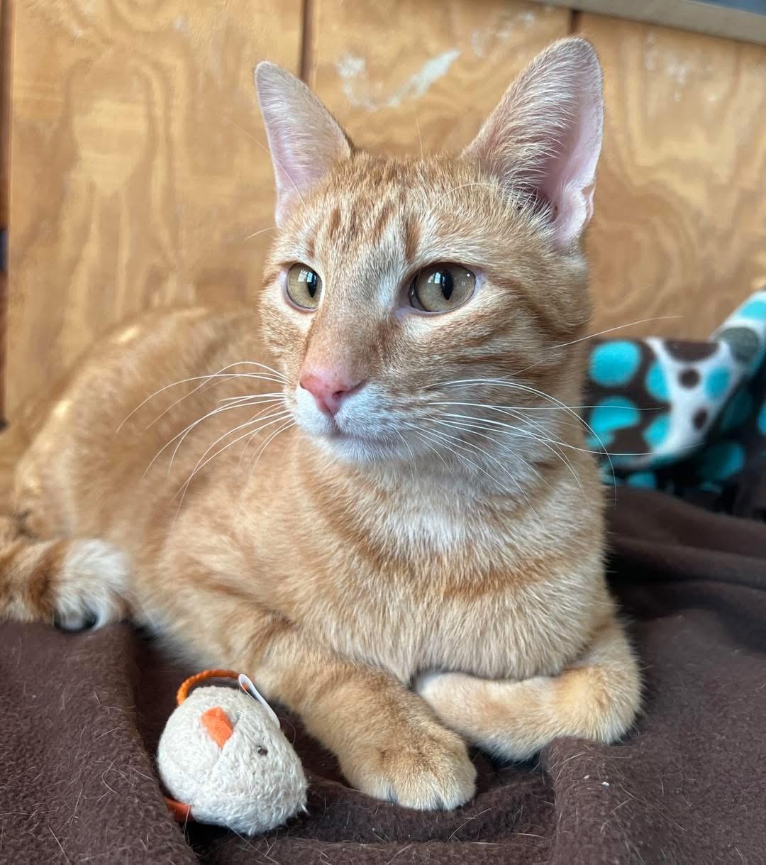 Enlarge Amaretto, an adopted Domestic Short Hair in Sullivan, MO image 5/5