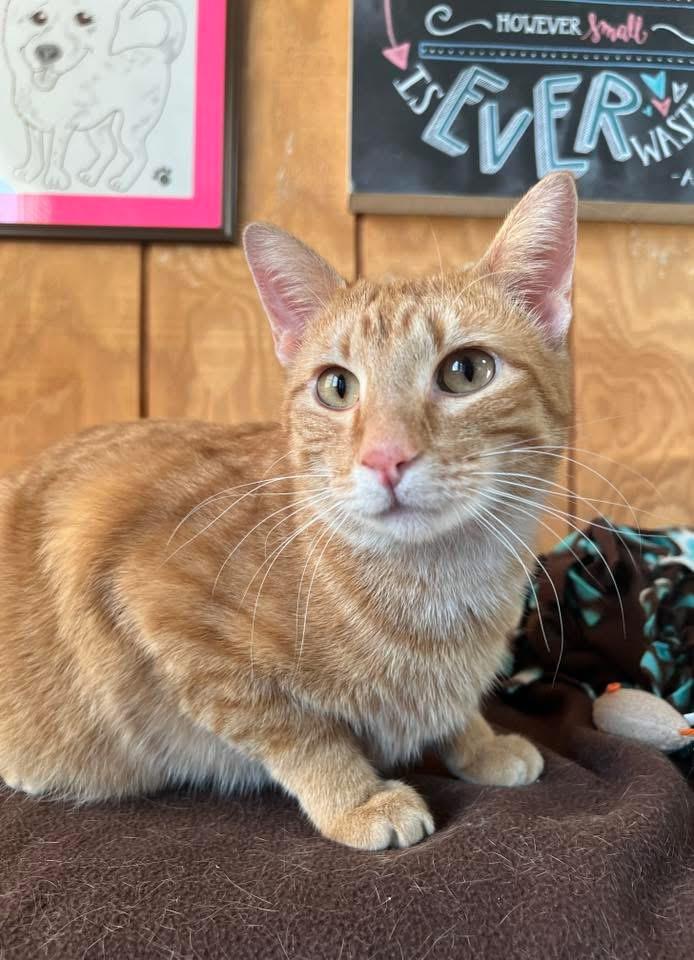 Enlarge Amaretto, an adopted Domestic Short Hair in Sullivan, MO image 3/5