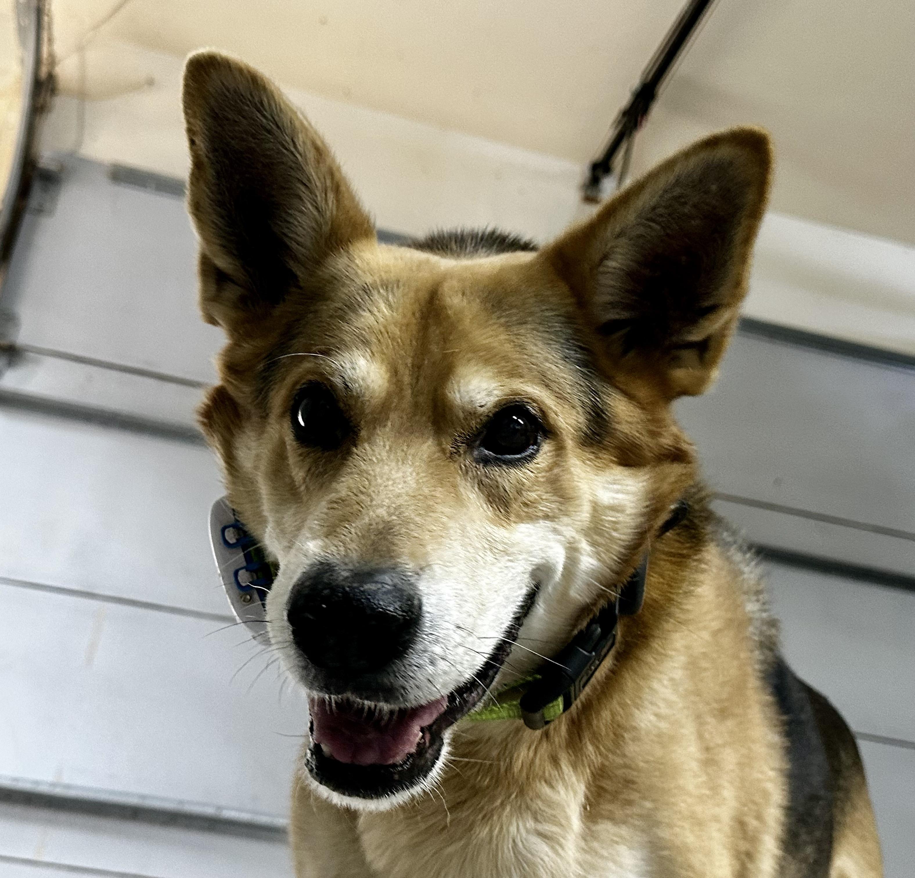 Cricket, an adoptable German Shepherd Dog, Corgi in Prescott, AZ, 86303 | Photo Image 1