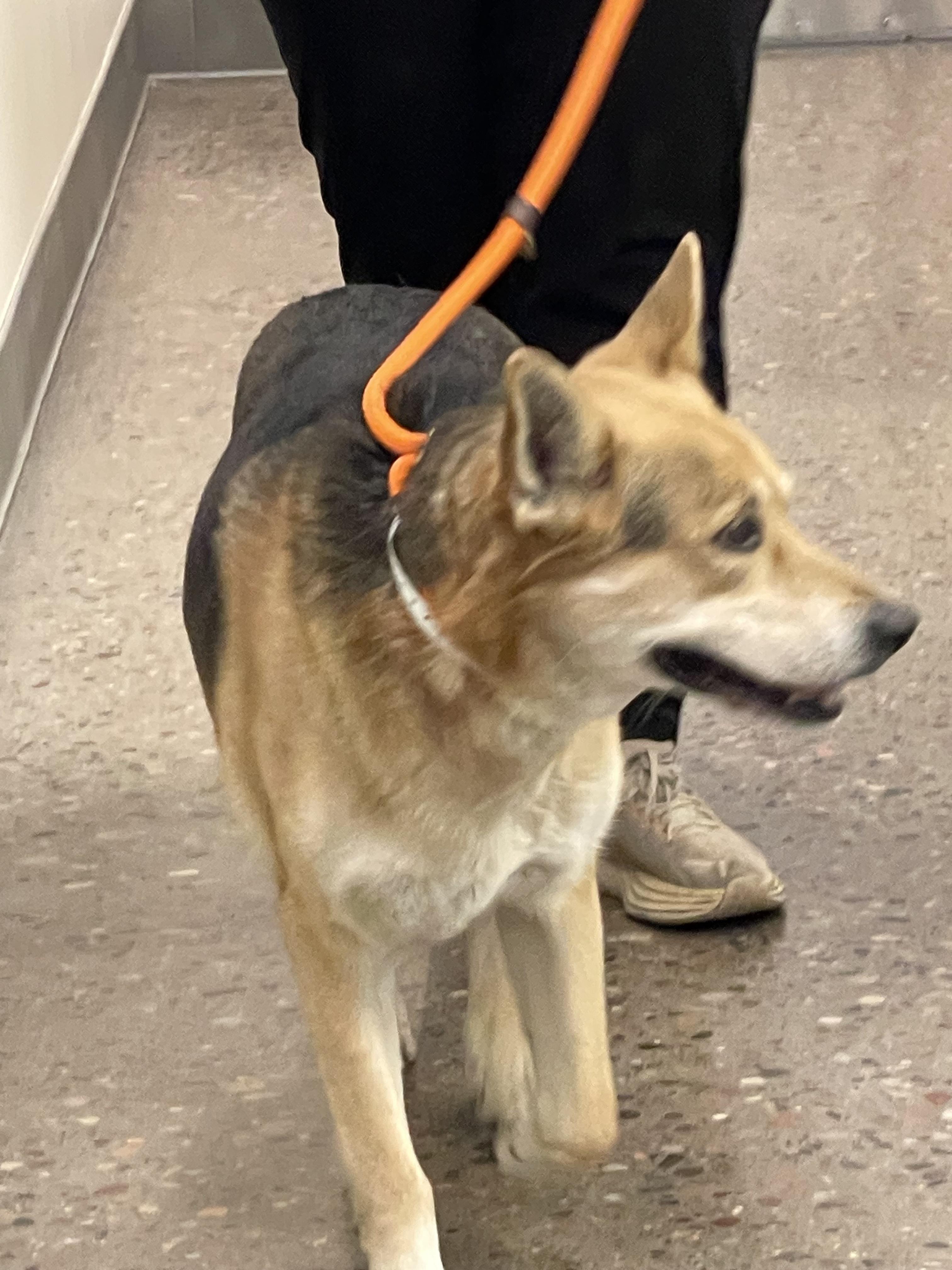 Cricket, a Adoptable mixed breed in Prescott, AZ image 5/6