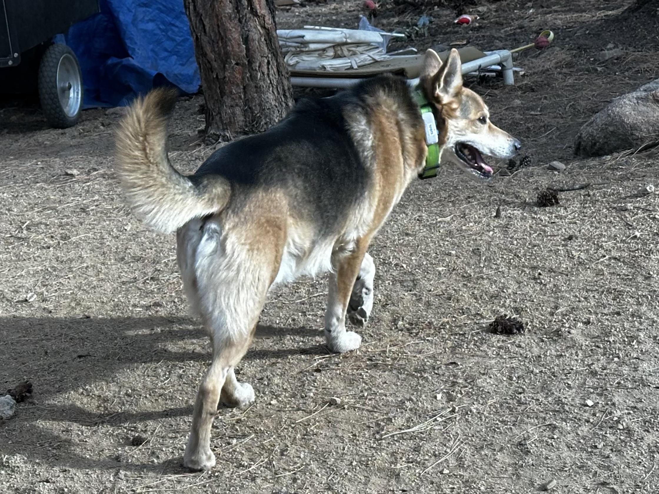 Cricket, a Adoptable mixed breed in Prescott, AZ image 4/6