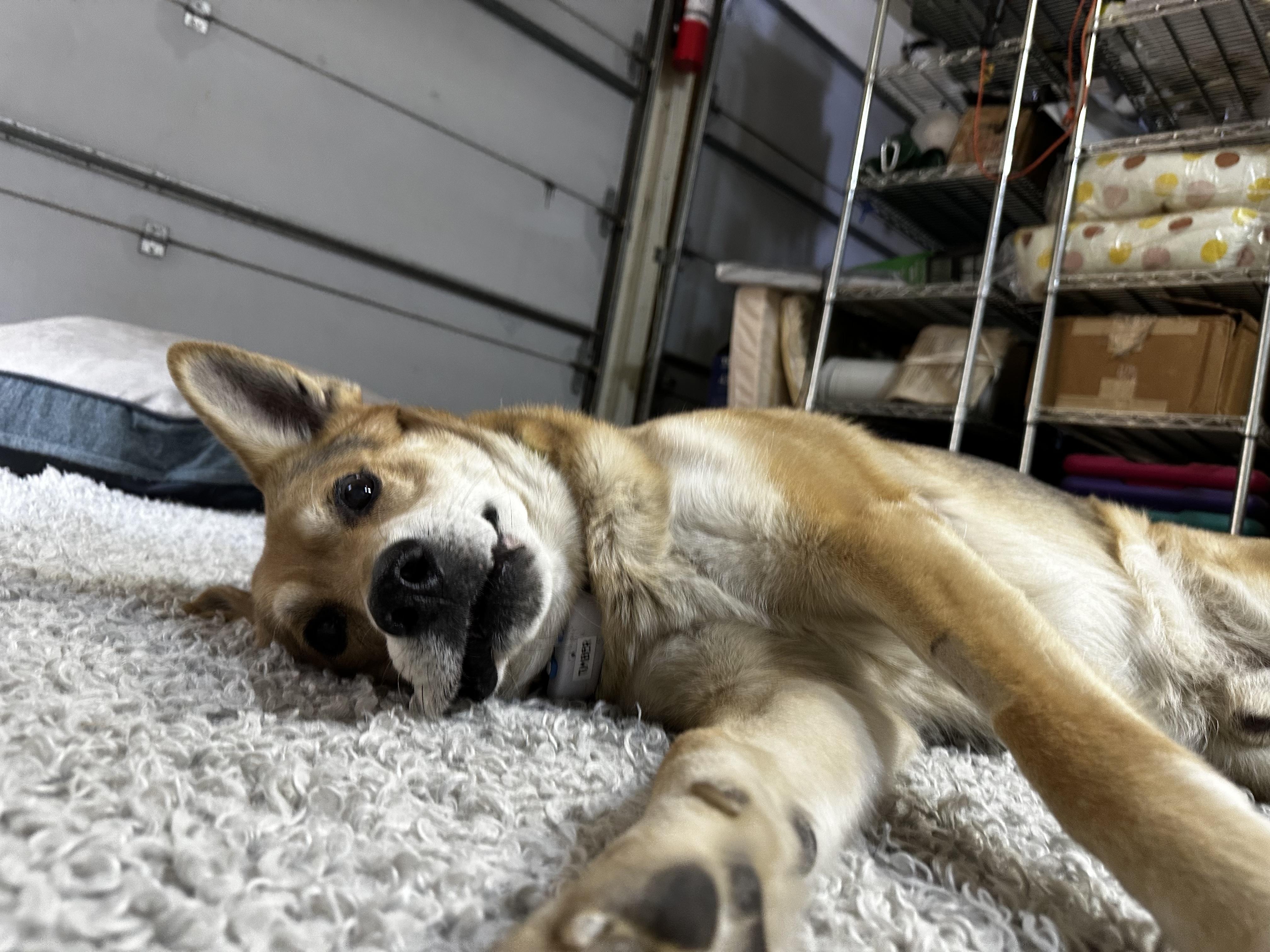 Cricket, a Adoptable mixed breed in Prescott, AZ image 6/6