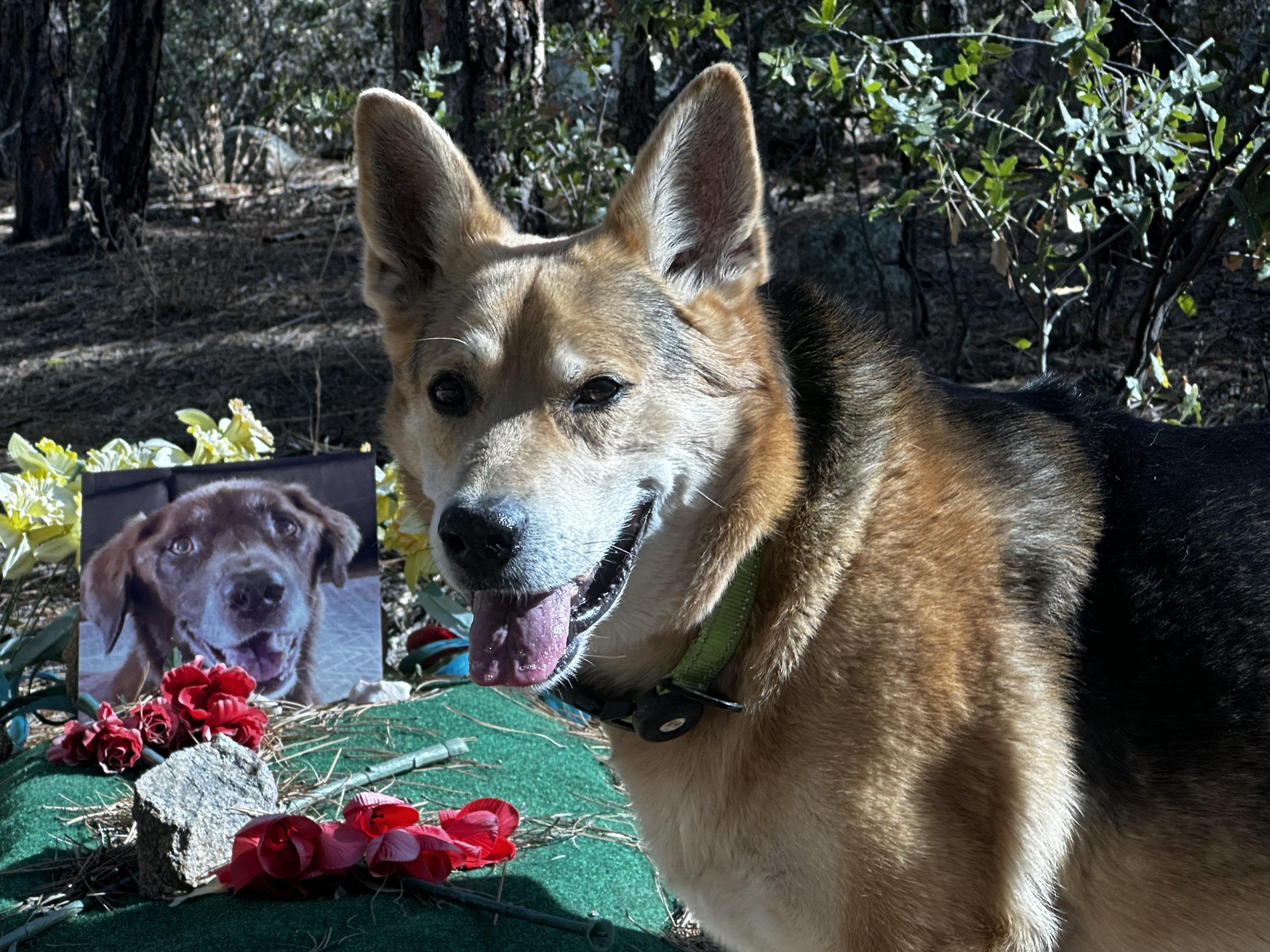 Cricket, an adoptable German Shepherd Dog, Corgi in Prescott, AZ, 86303 | Photo Image 3