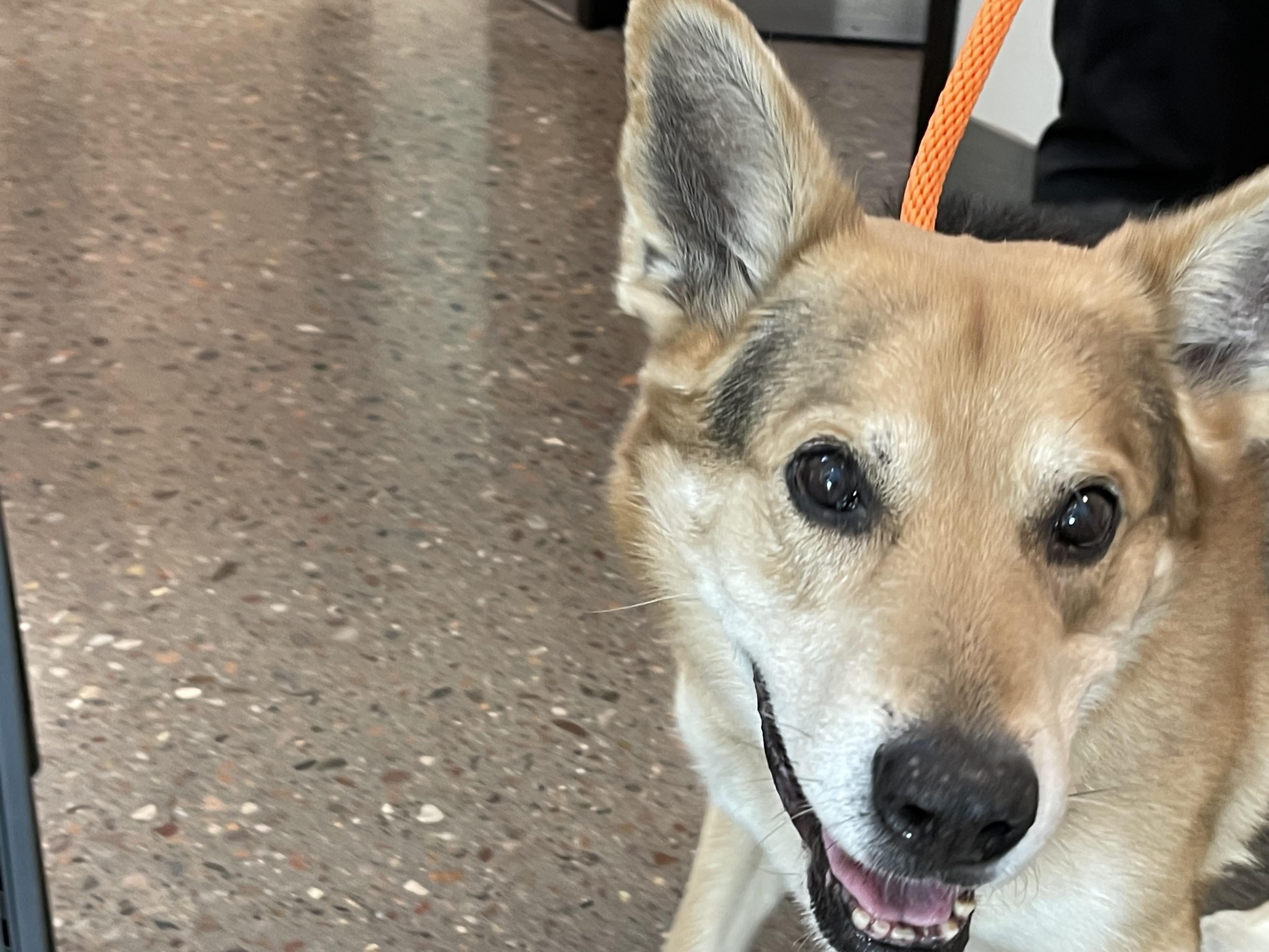 Cricket, an adoptable German Shepherd Dog, Corgi in Prescott, AZ, 86303 | Photo Image 2
