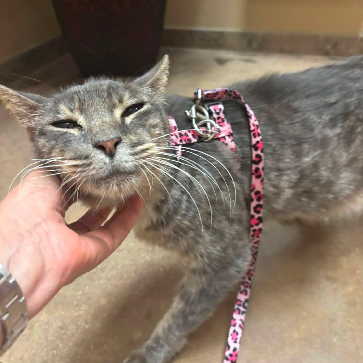 Gracie, a Adoptable Domestic Short Hair in Portland, OR image 1/6