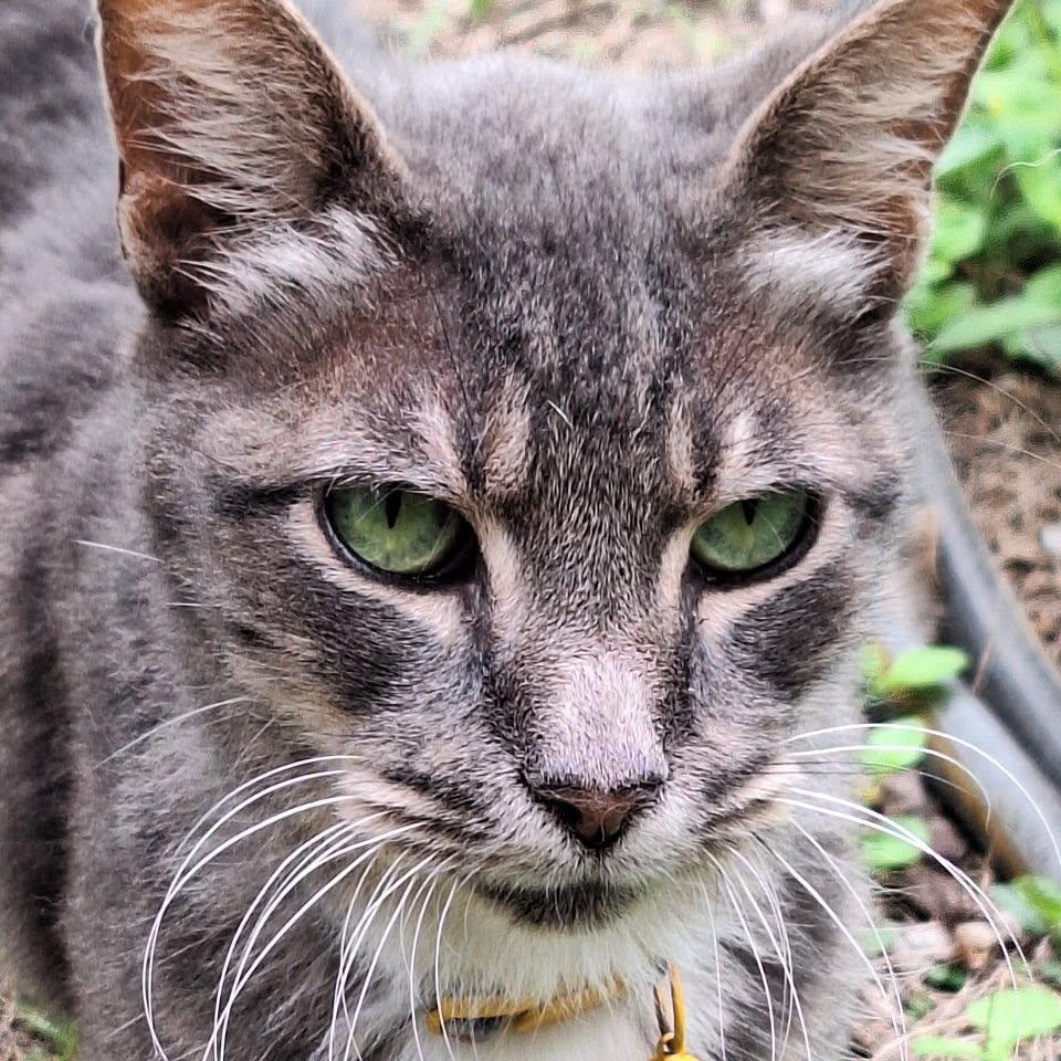 Gracie, a Adoptable Domestic Short Hair in Portland, OR image 5/6
