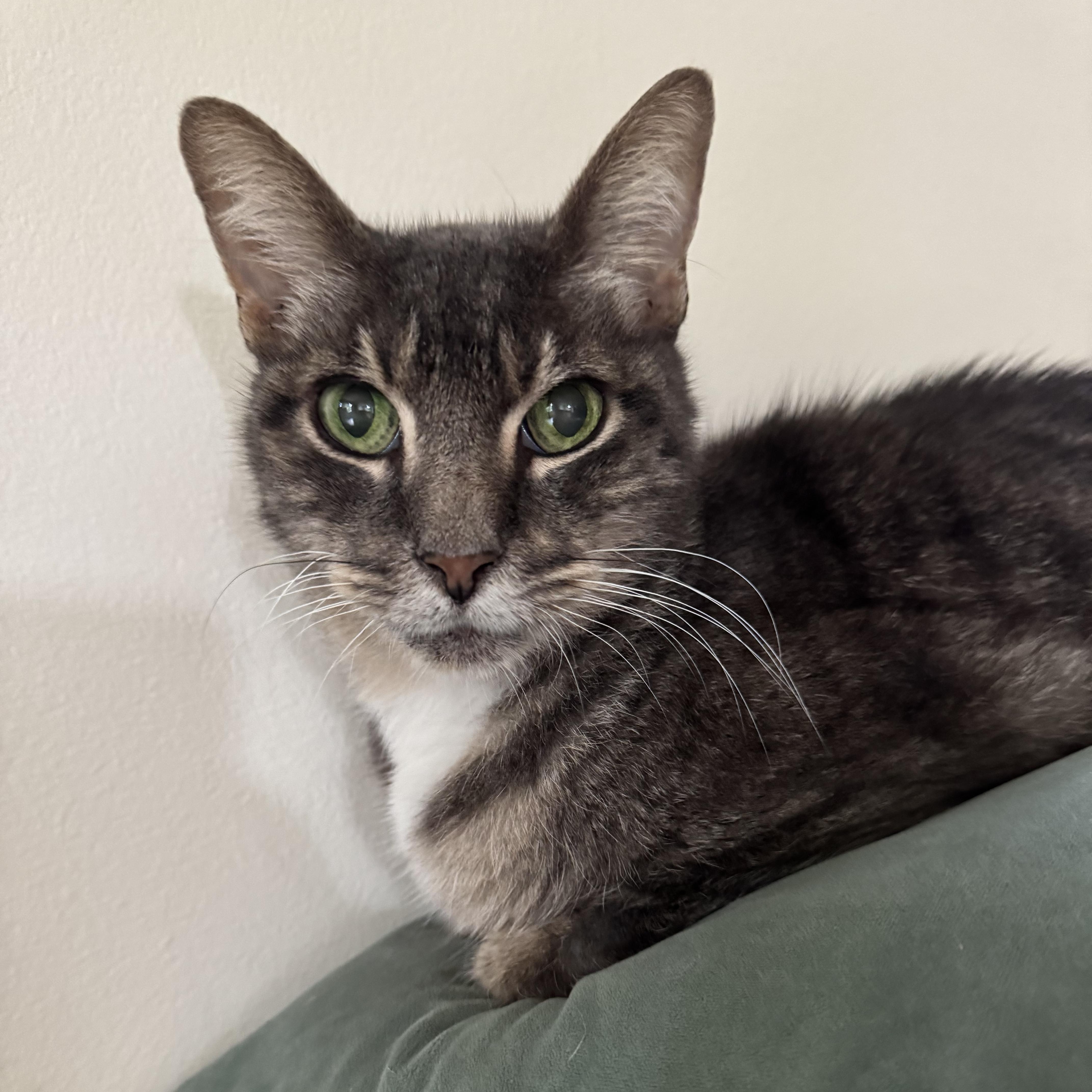 Gracie, a Adoptable Domestic Short Hair in Portland, OR image 2/6
